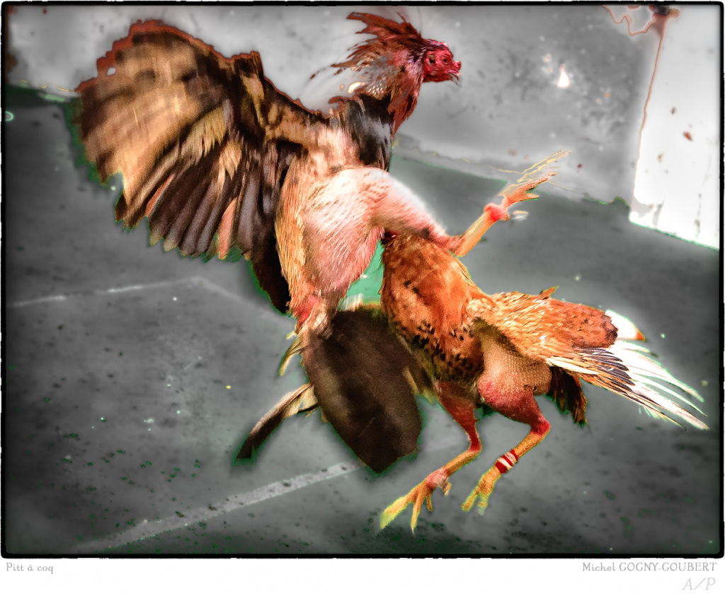 Pitt à Coq - 4