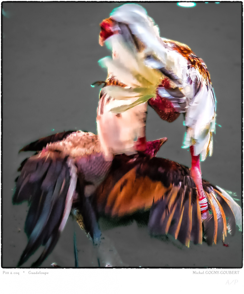 Pitt à Coq - 2