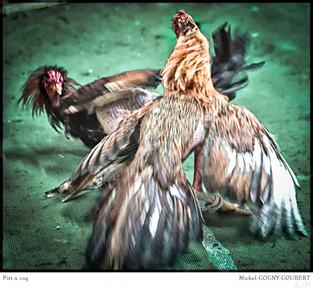 Pitt à Coq - 5