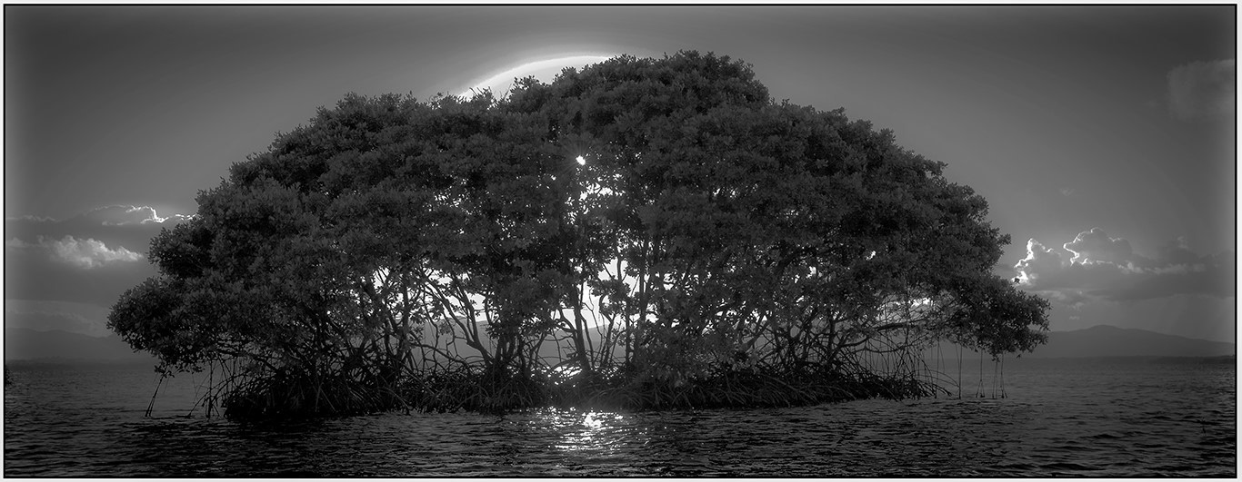 Mangrove - 7