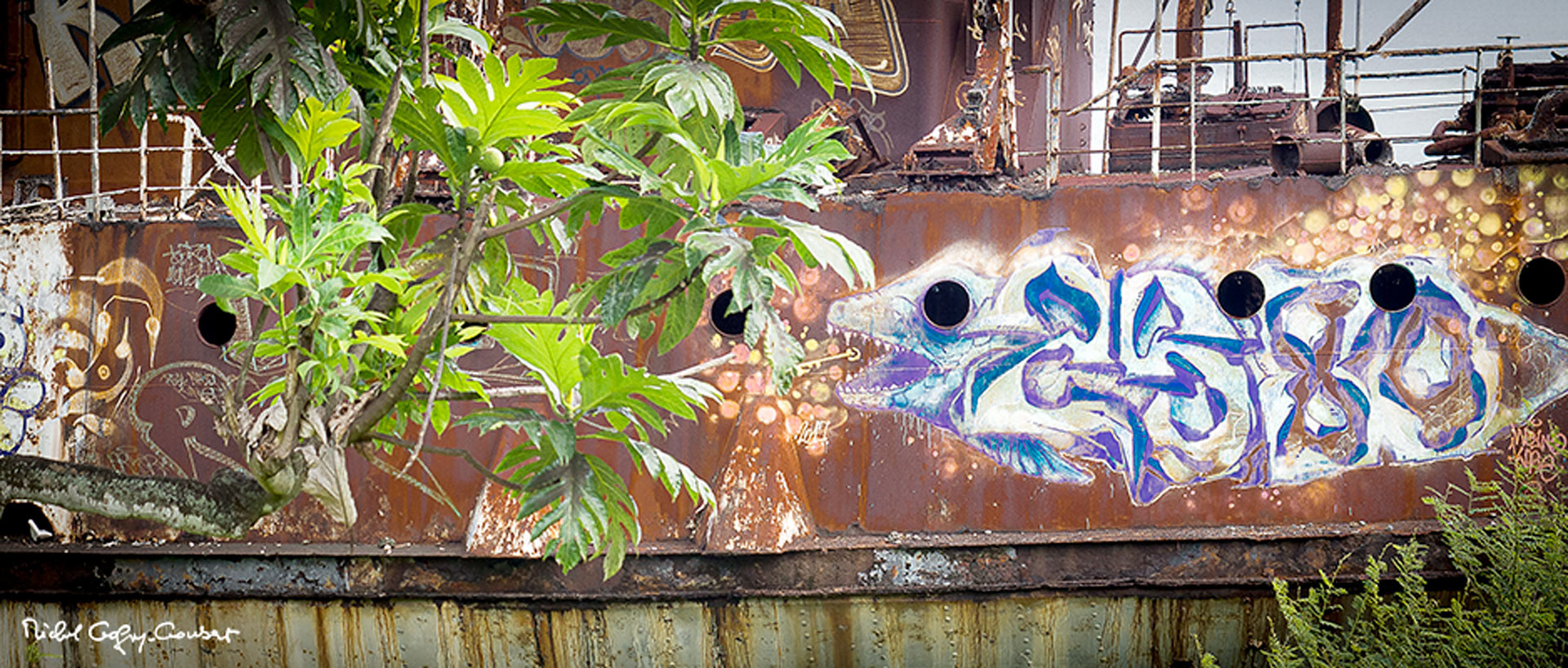 Le poisson herbivore