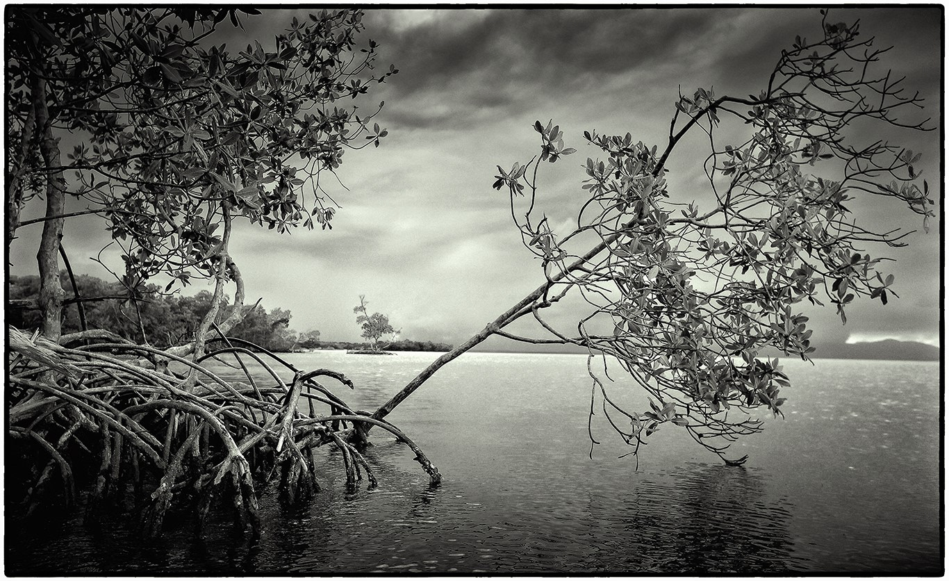 Mangrove - 2