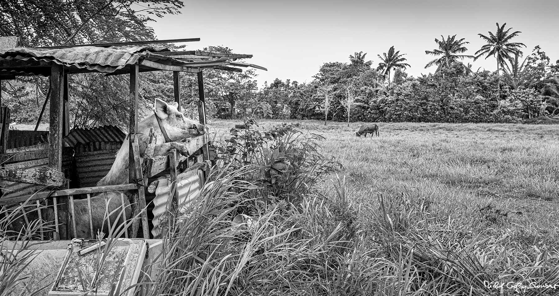 Un beau WE à la campagne ...