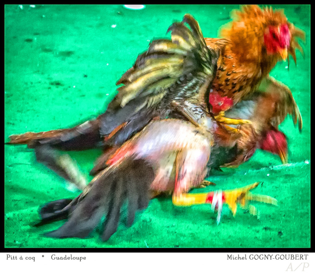 Pitt à Coq - 7