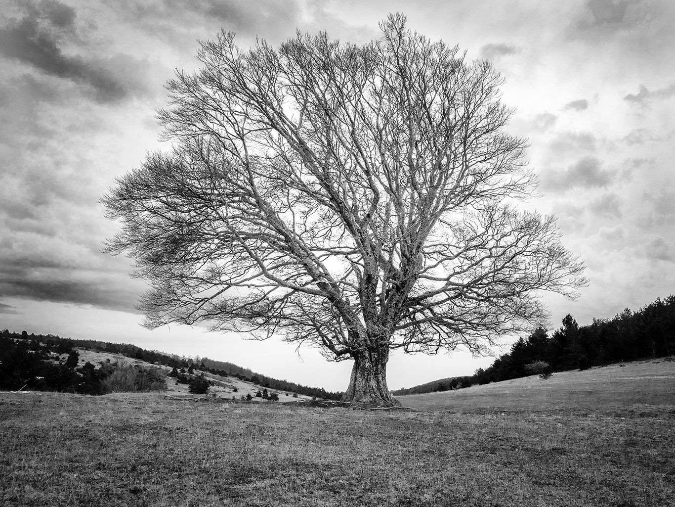 Arboressences - 12