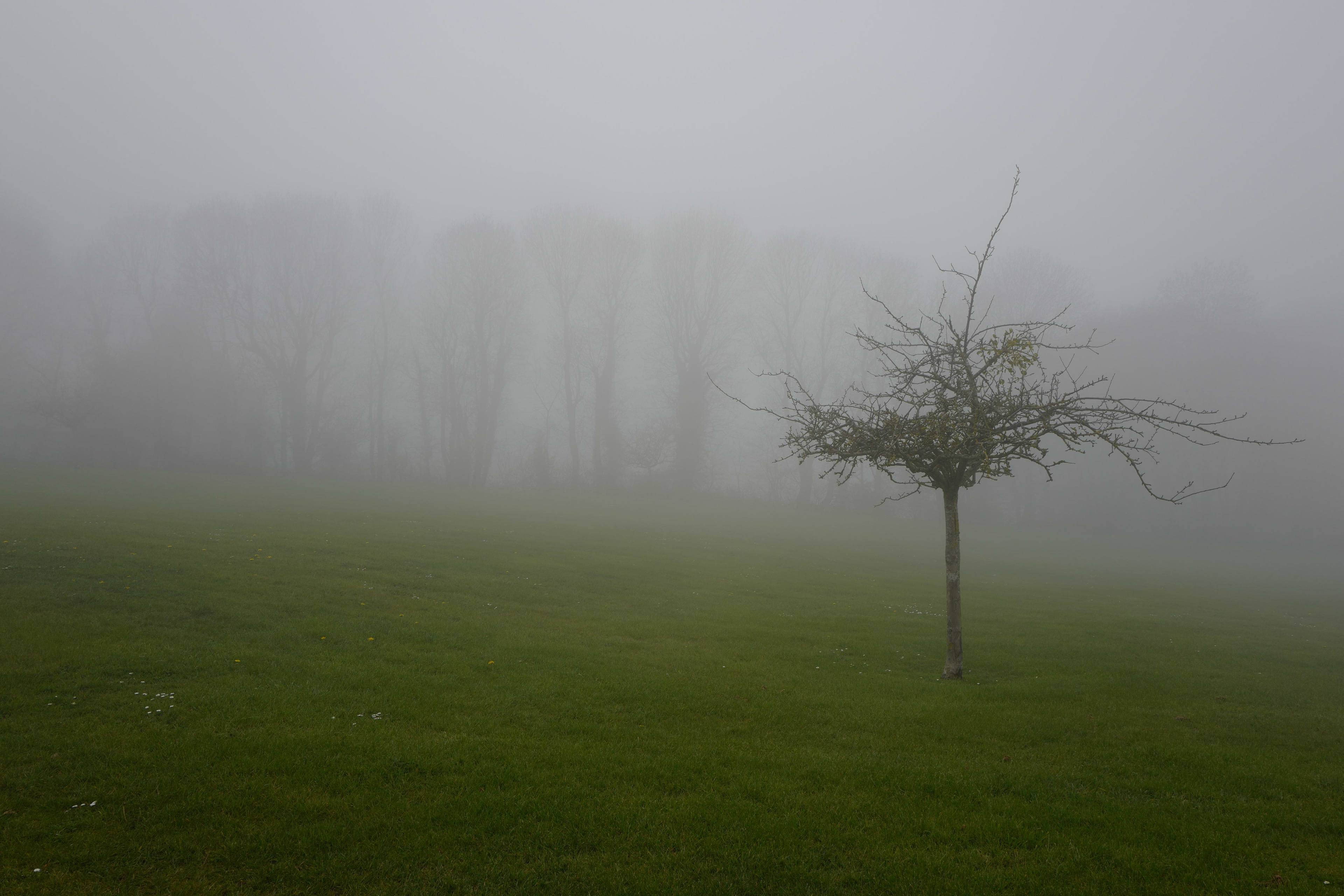 Arboressences - 23