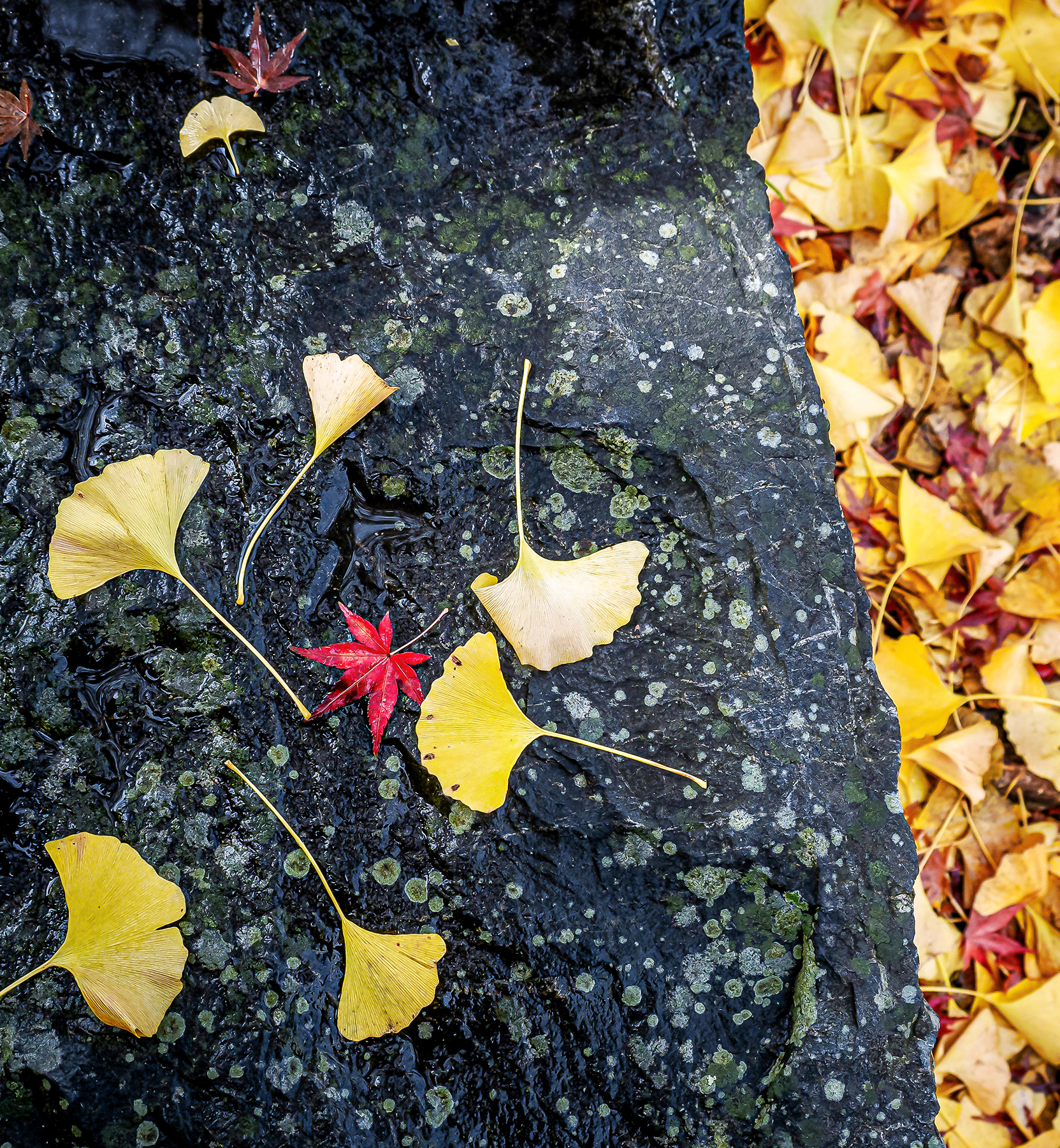 JAPON - « Tombent les feuilles de Ginko.... » - 3