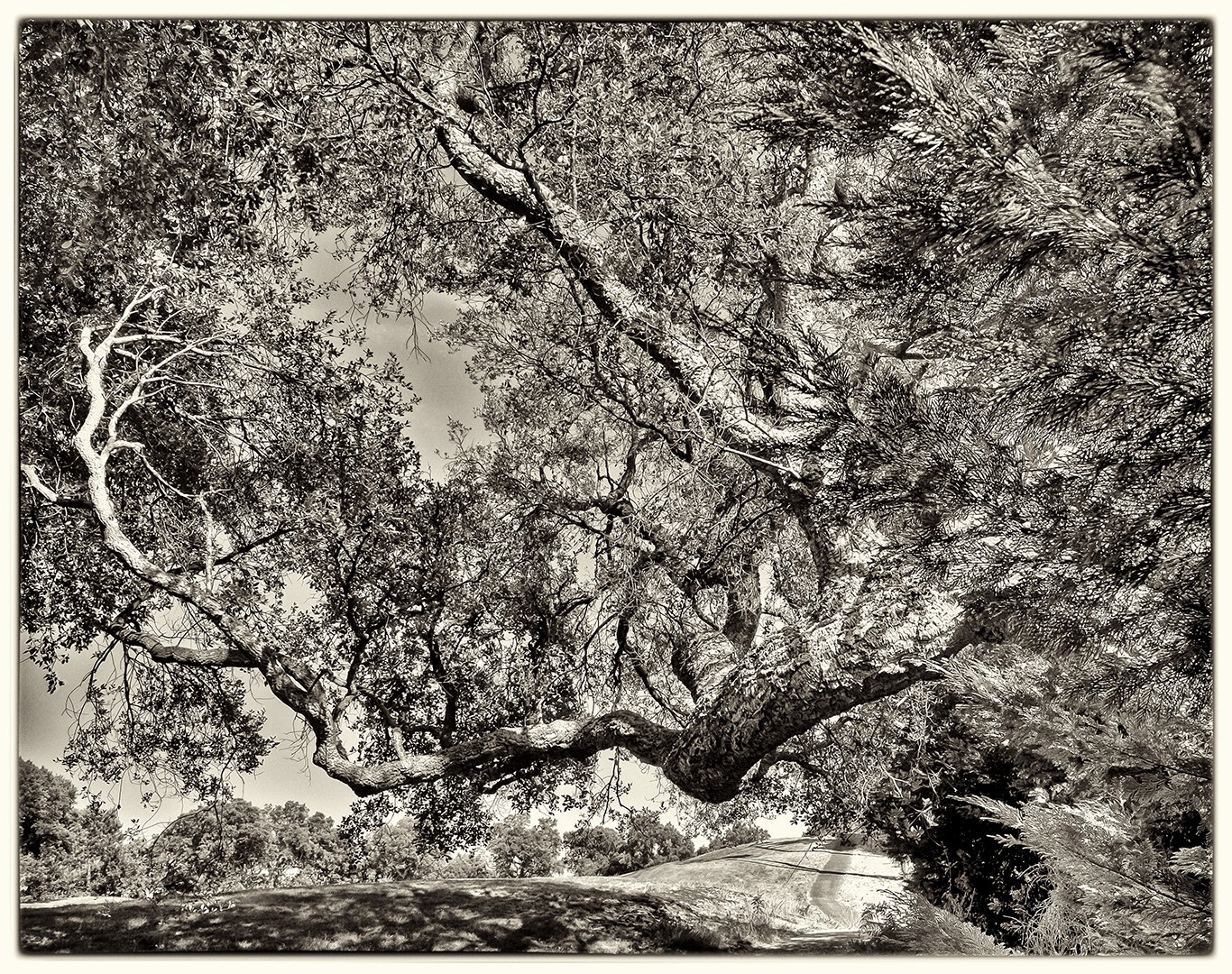 Arboressences - 3