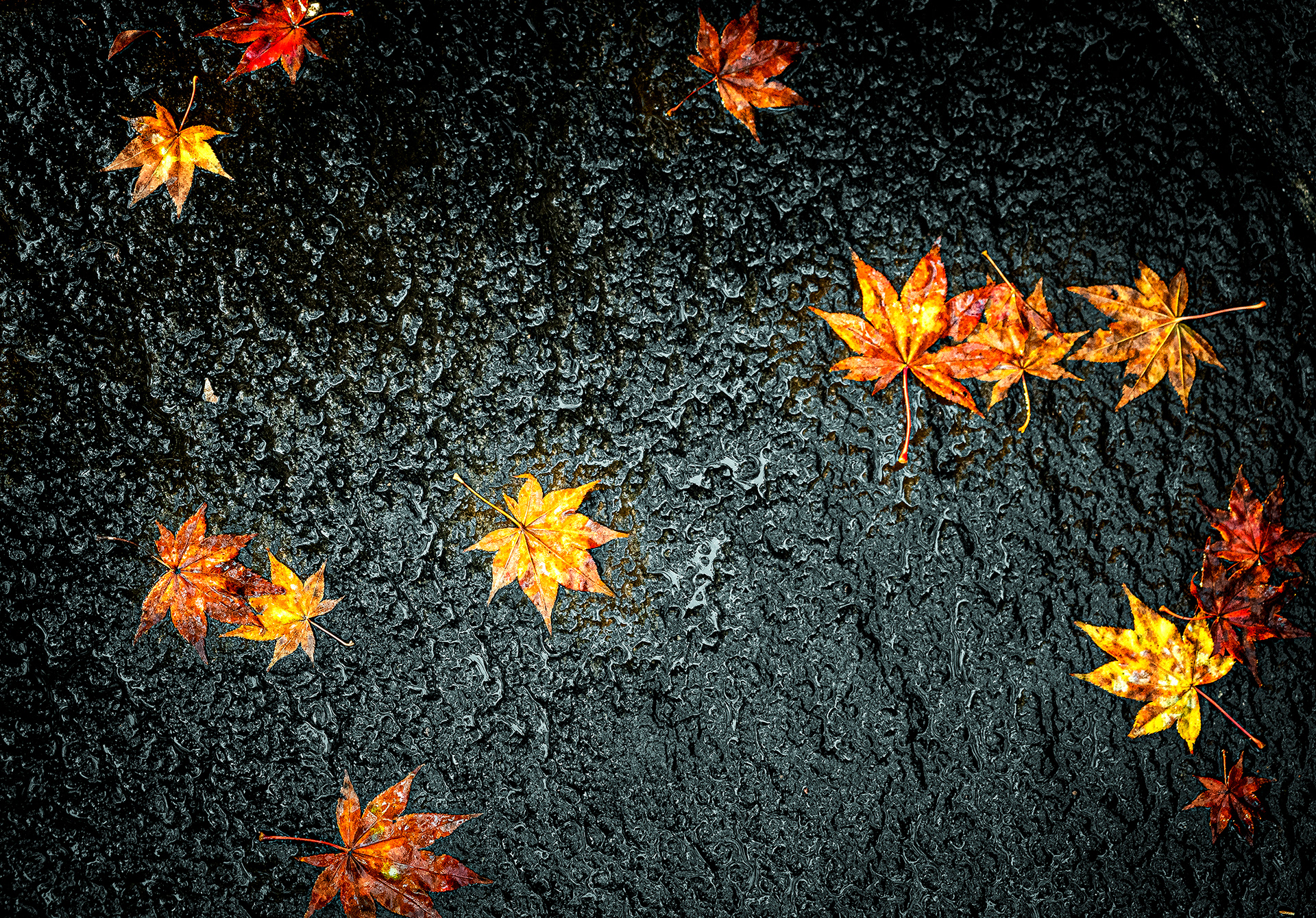 JAPON - « Tombent les feuilles de Ginko.... » - 6