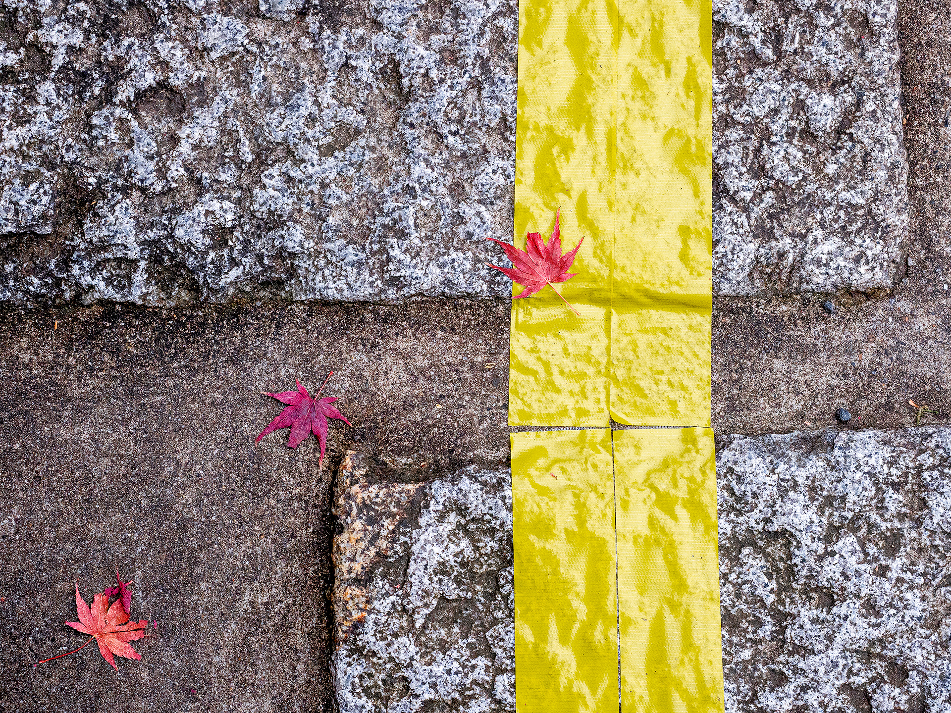 JAPON - « Tombent les feuilles de Ginko.... » - 9