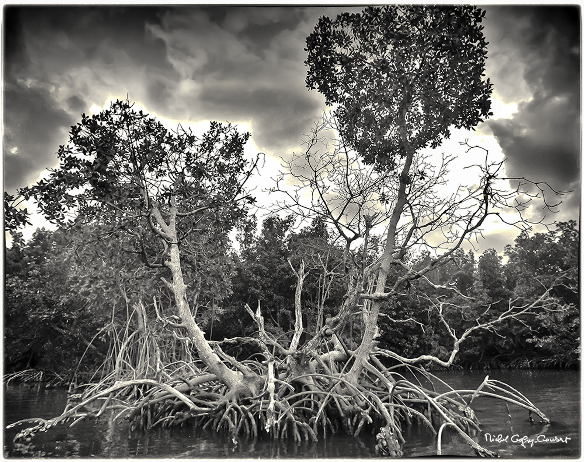 Mangrove Pleistocène