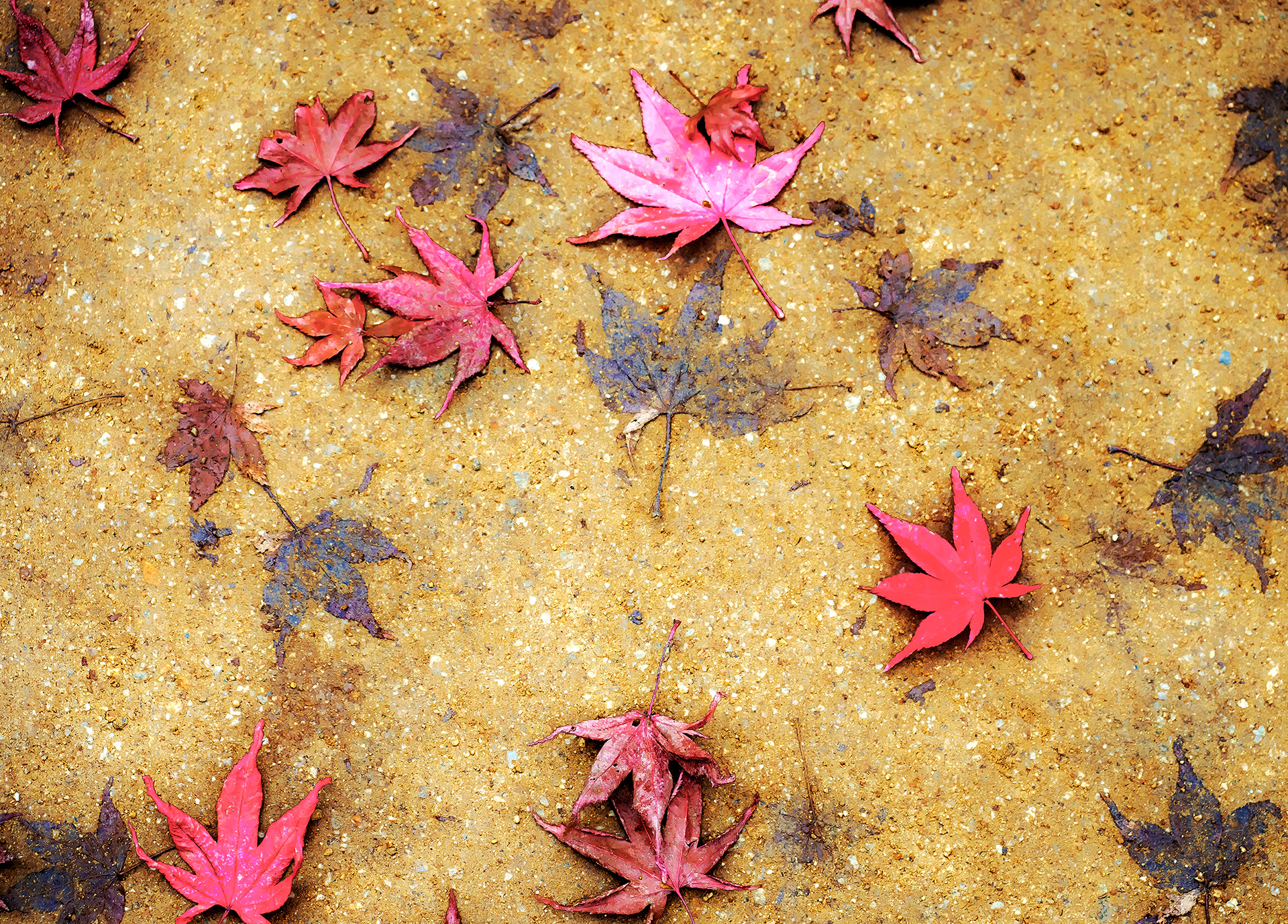 JAPON - « Tombent les feuilles de Ginko.... » - 4