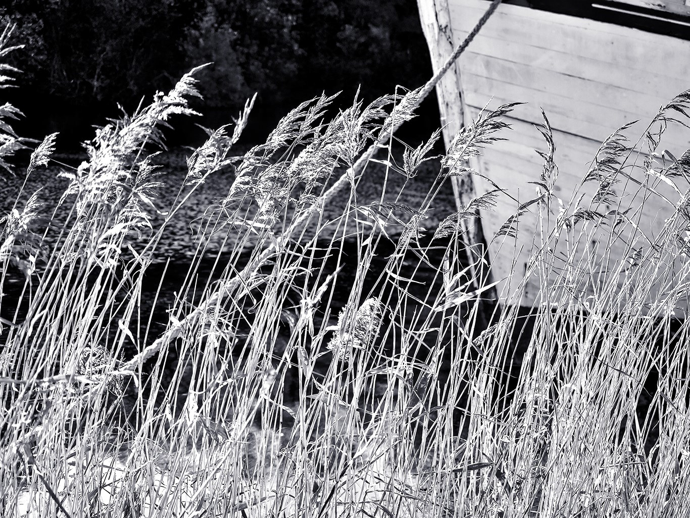 Arboressences - 8