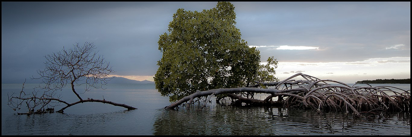 Mangrove - 3