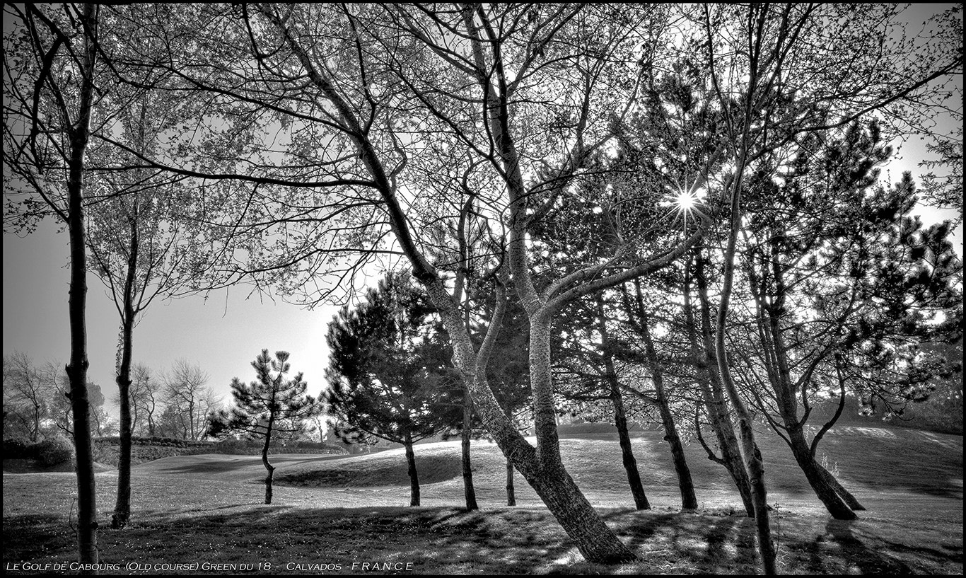 Arboressences - 19