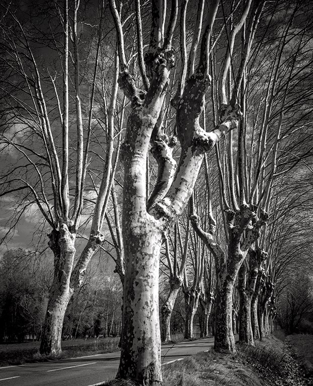 Arboressences - 11
