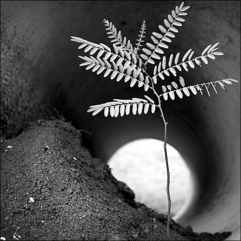 Arboressences - 32