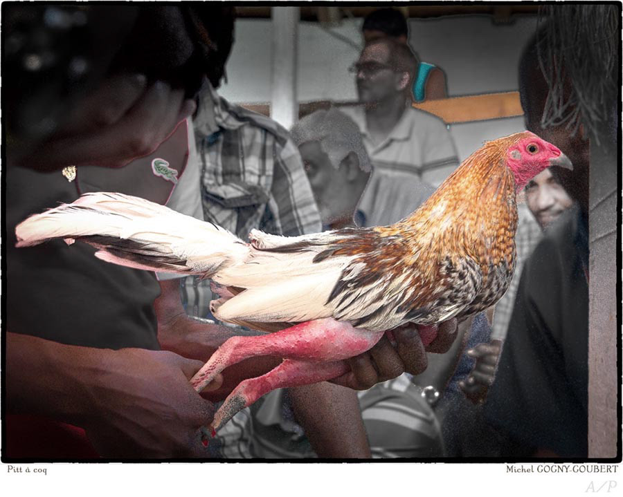 Pitt à Coq - 9