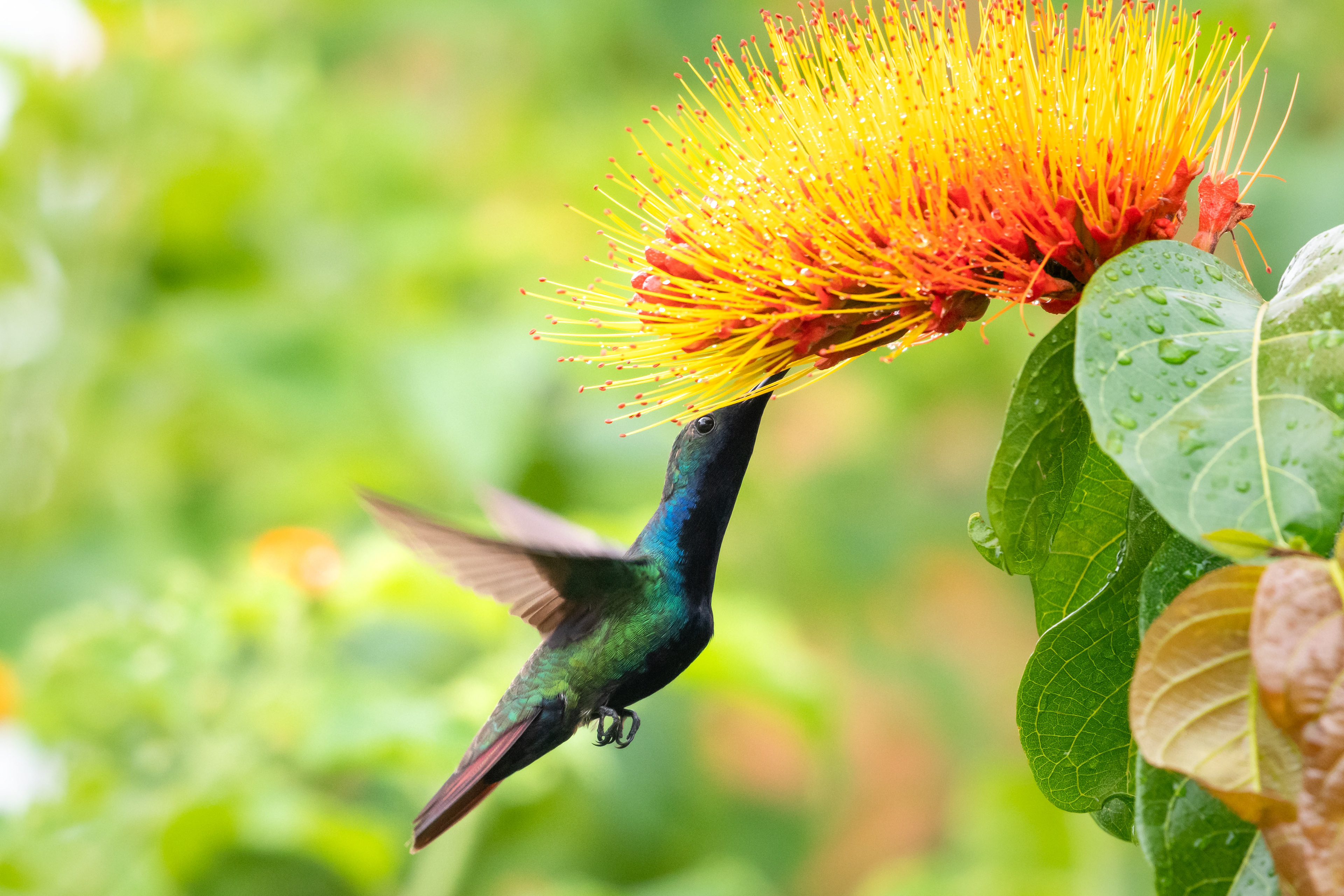 Black-throated Mango