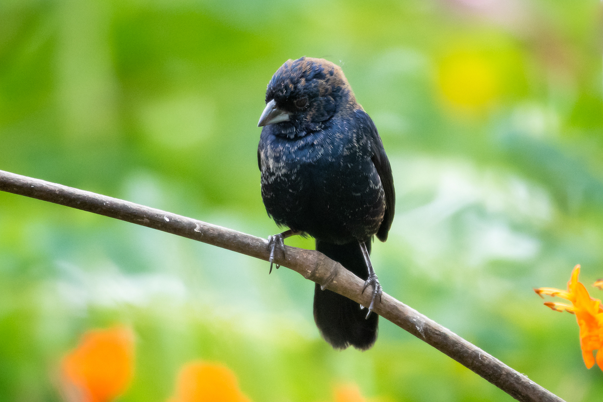 Blue-black Grasquit