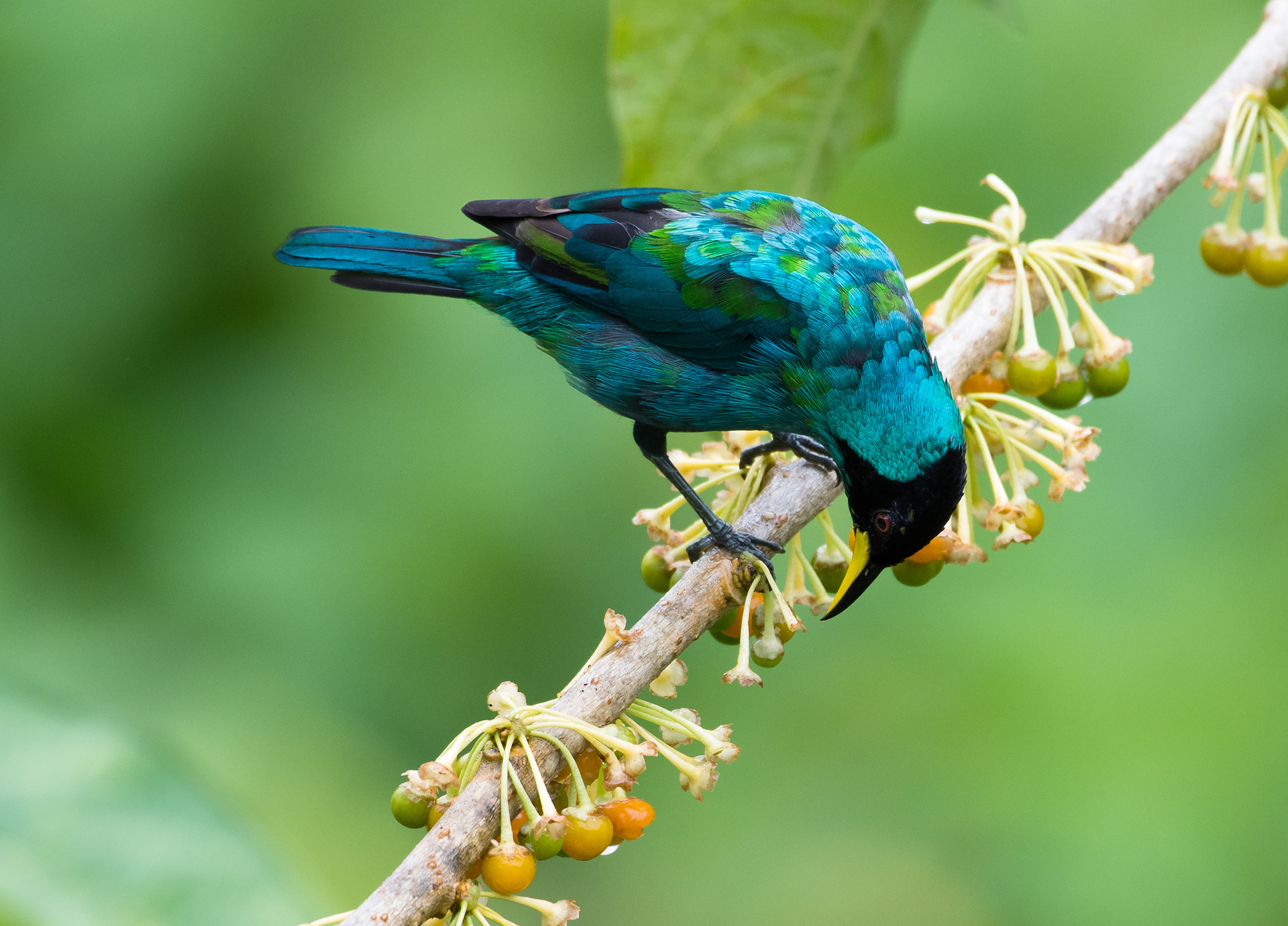 Juvenile Green Honeycreeper