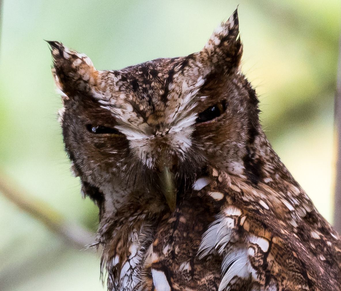 Tropical Screech Owl