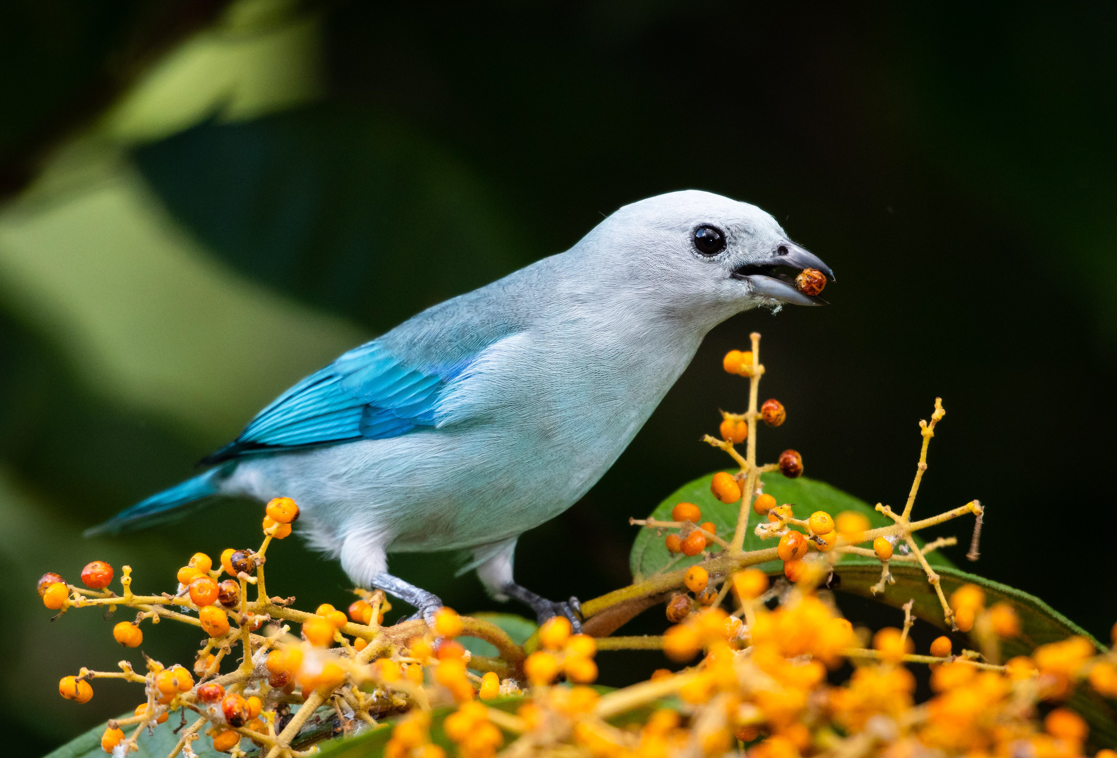 Blue-Gray Tanager