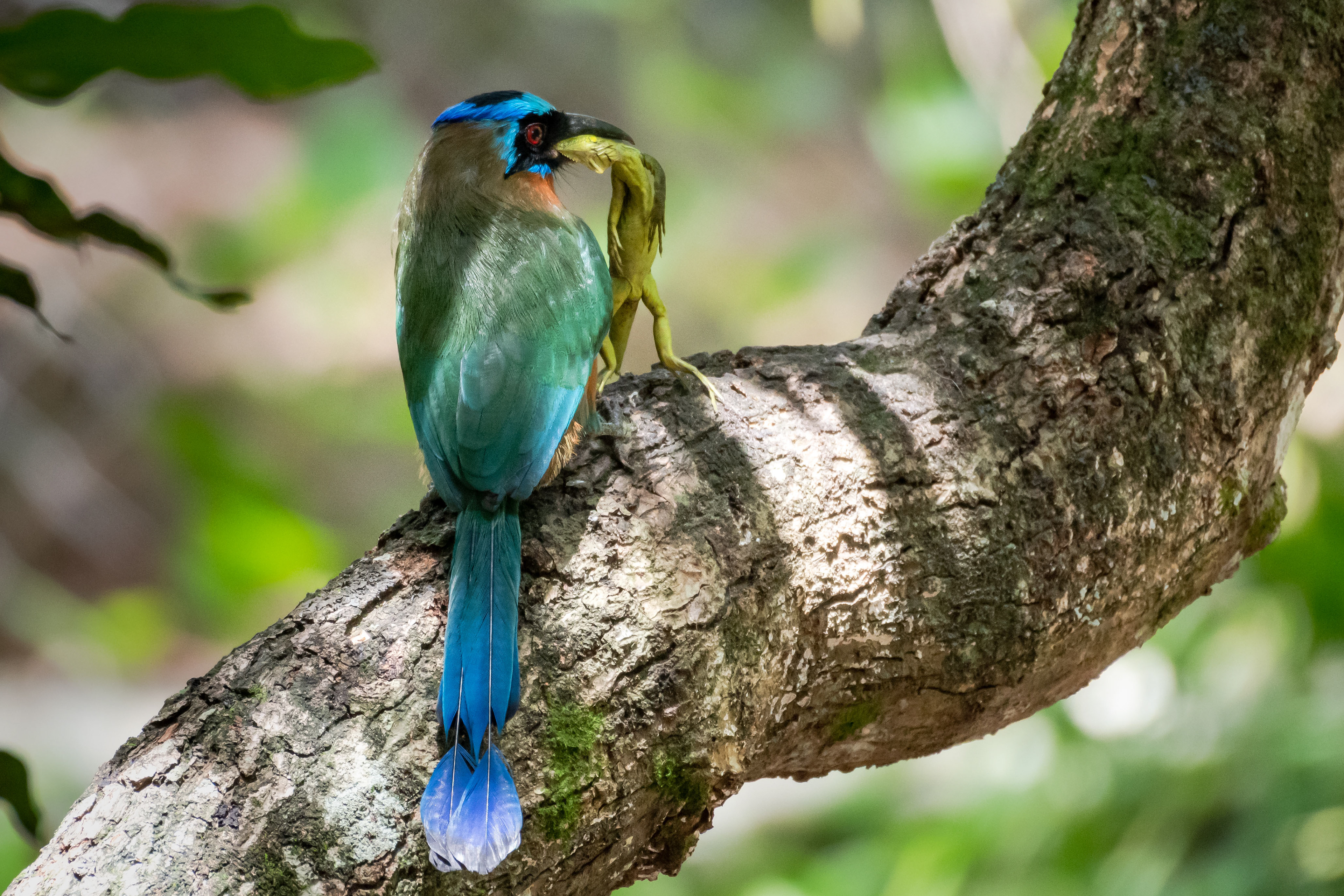 Trinidad Motmot