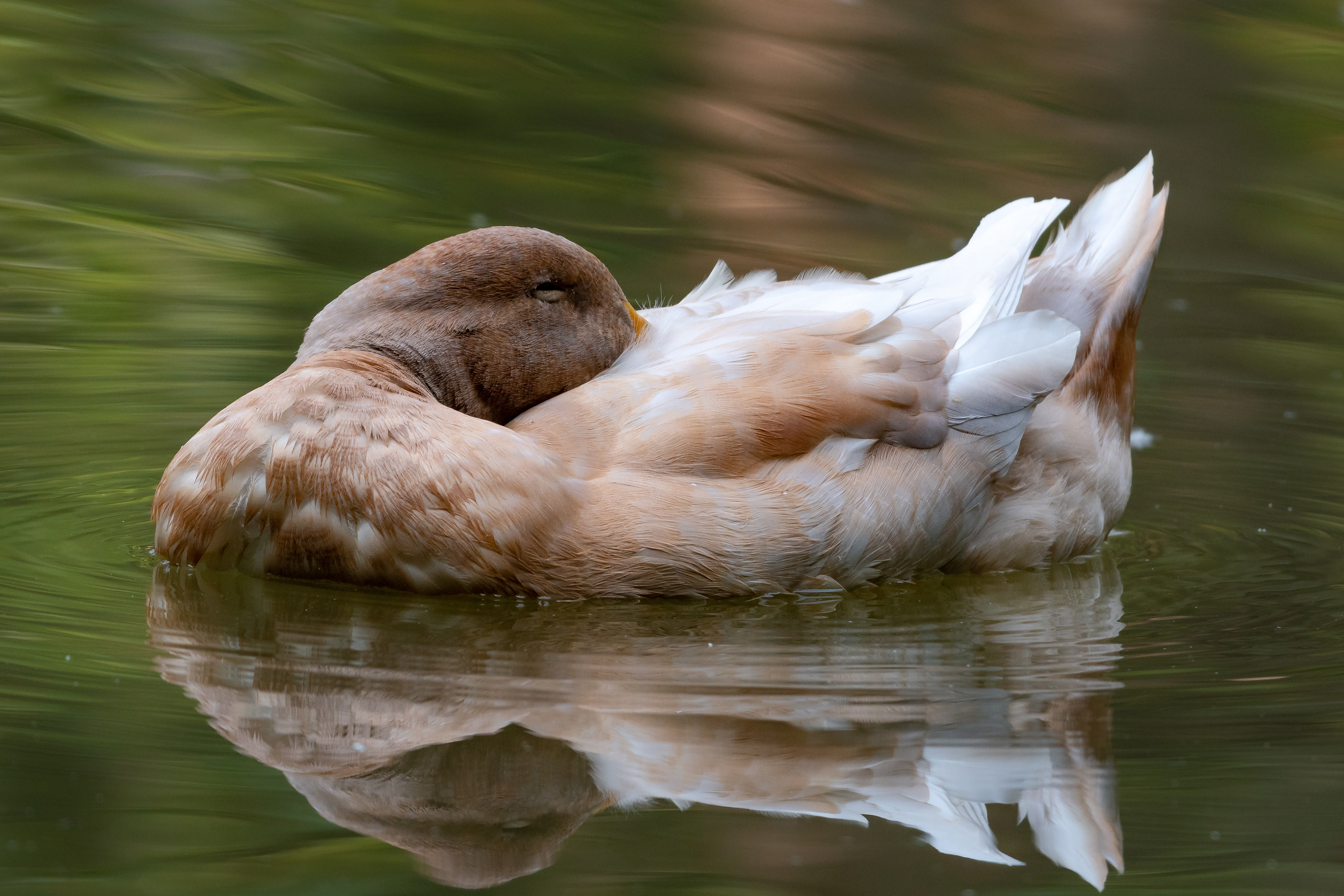 Mallard