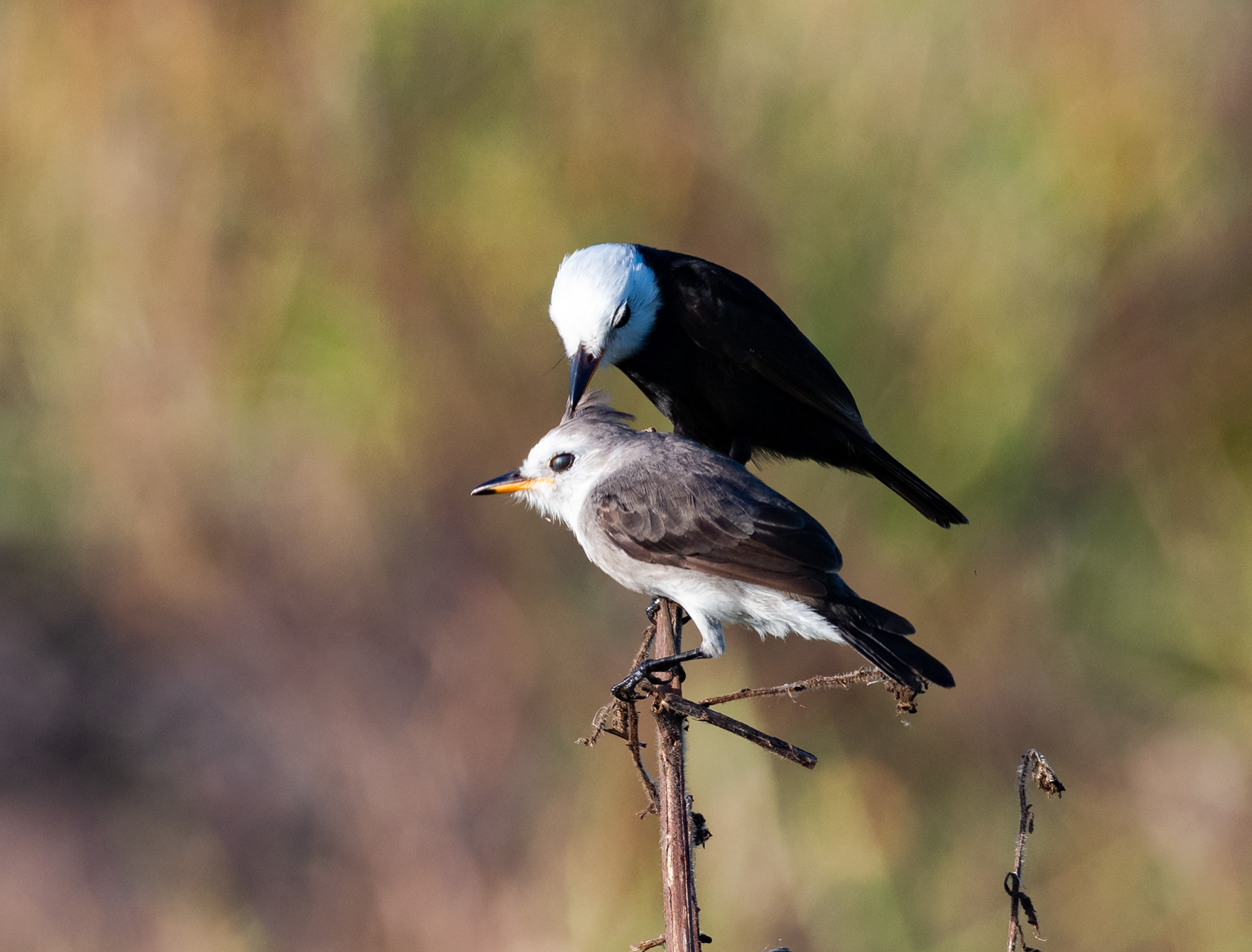 White-headed Marsh Tyrants