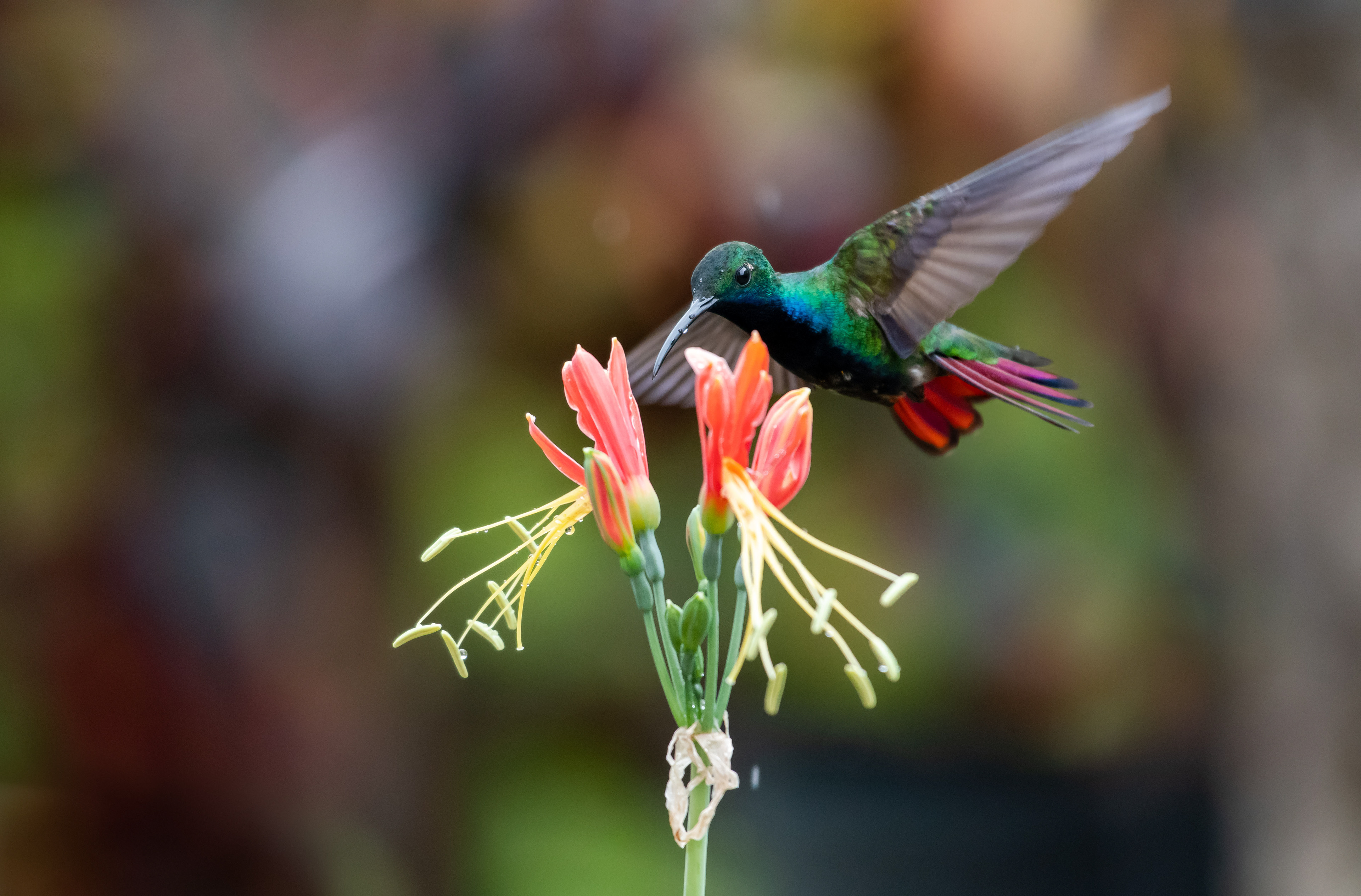 Black-throated Mango