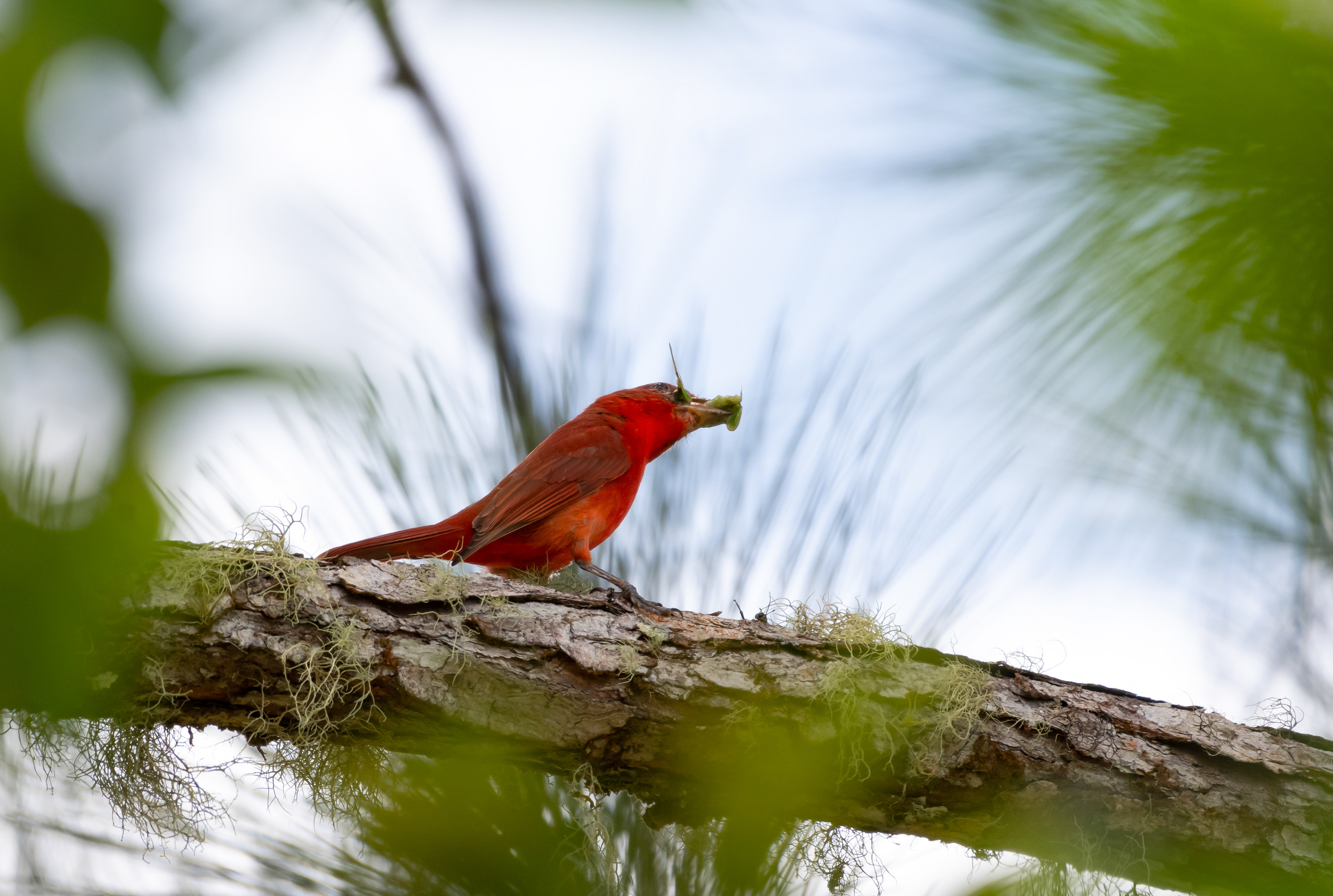 Hepatic Tanager