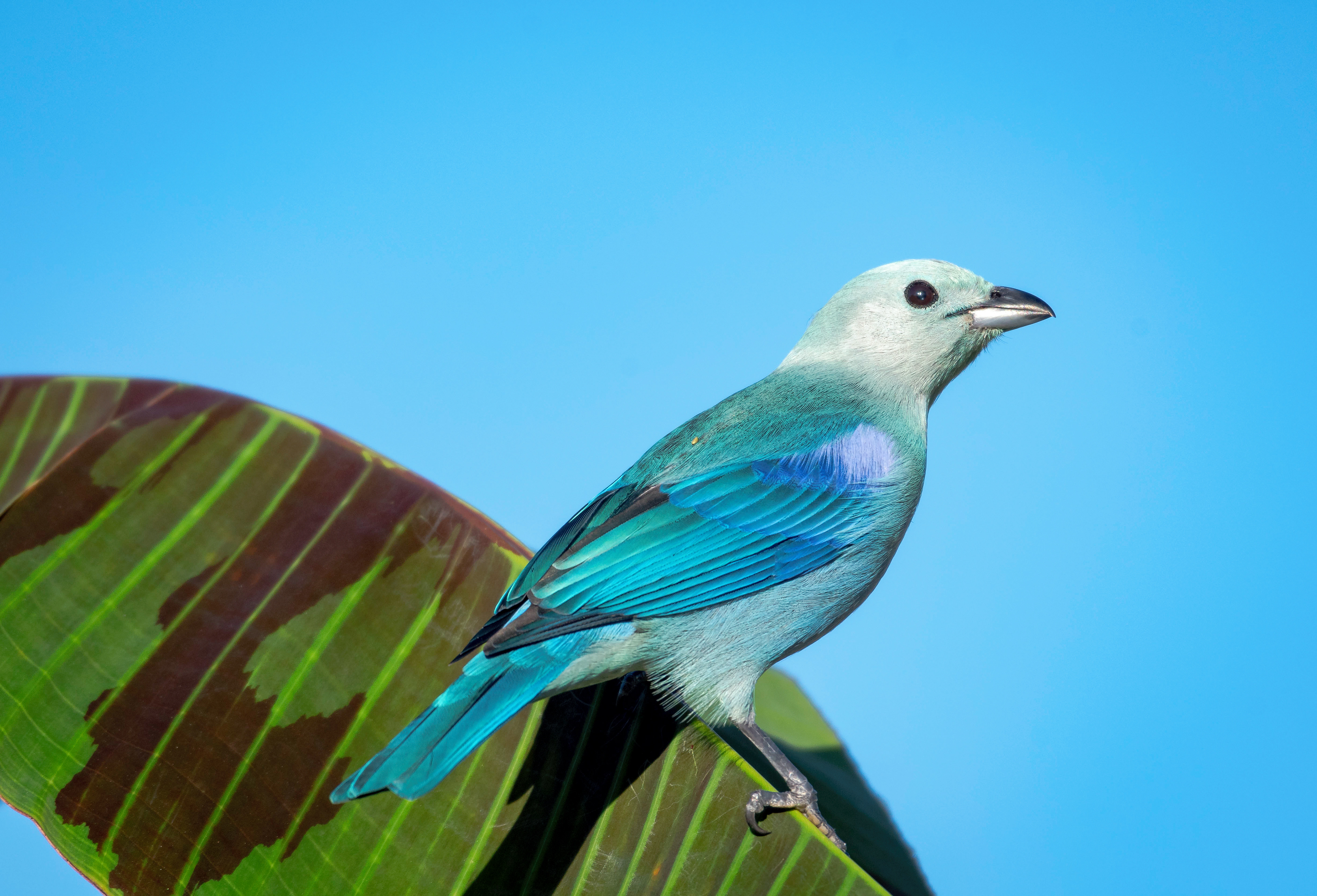 Blue-gray Tanager