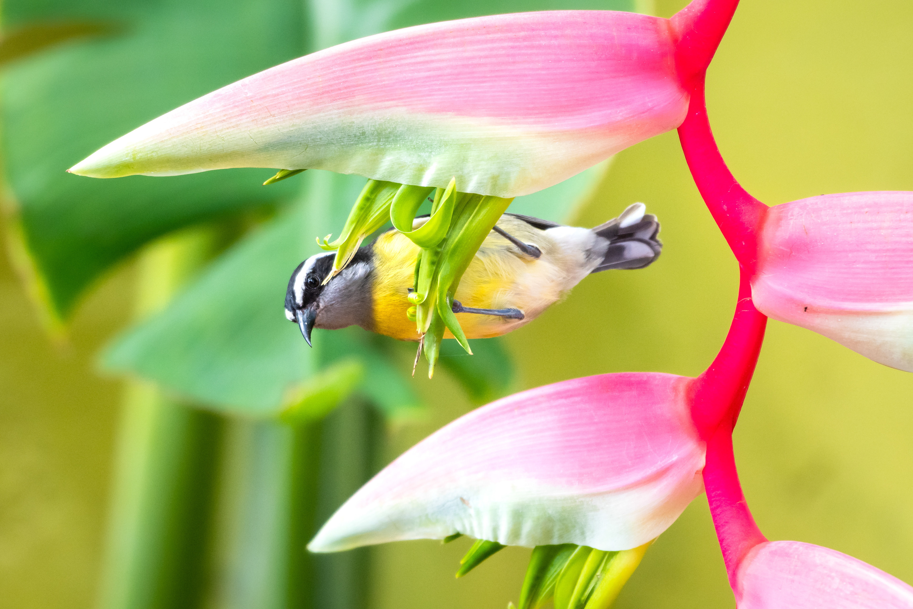 Bananaquit