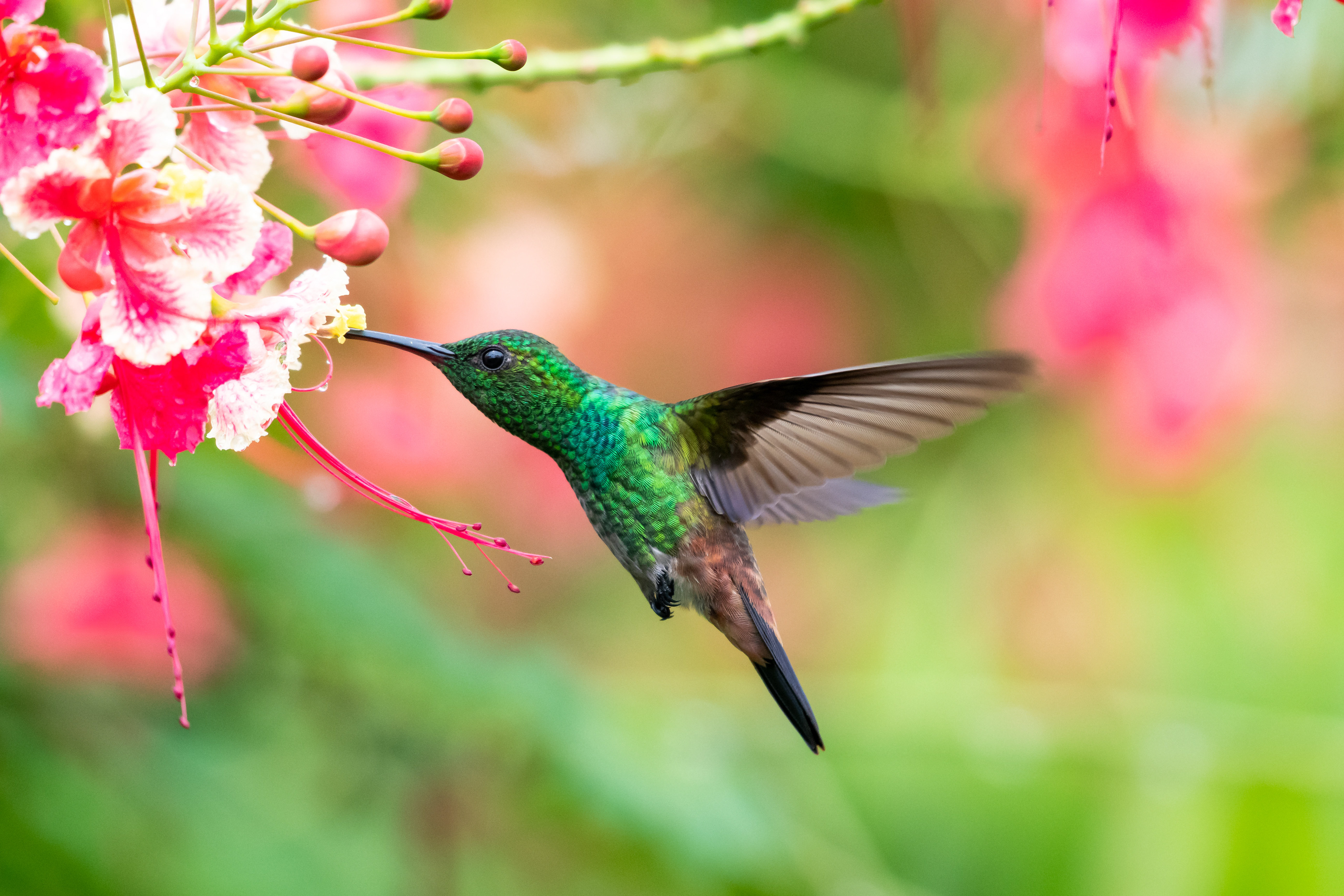 Copper-rumped