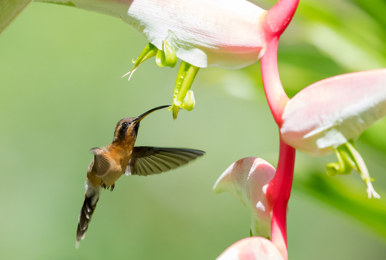 Little Hermit on the Sexy Pink Heliconia