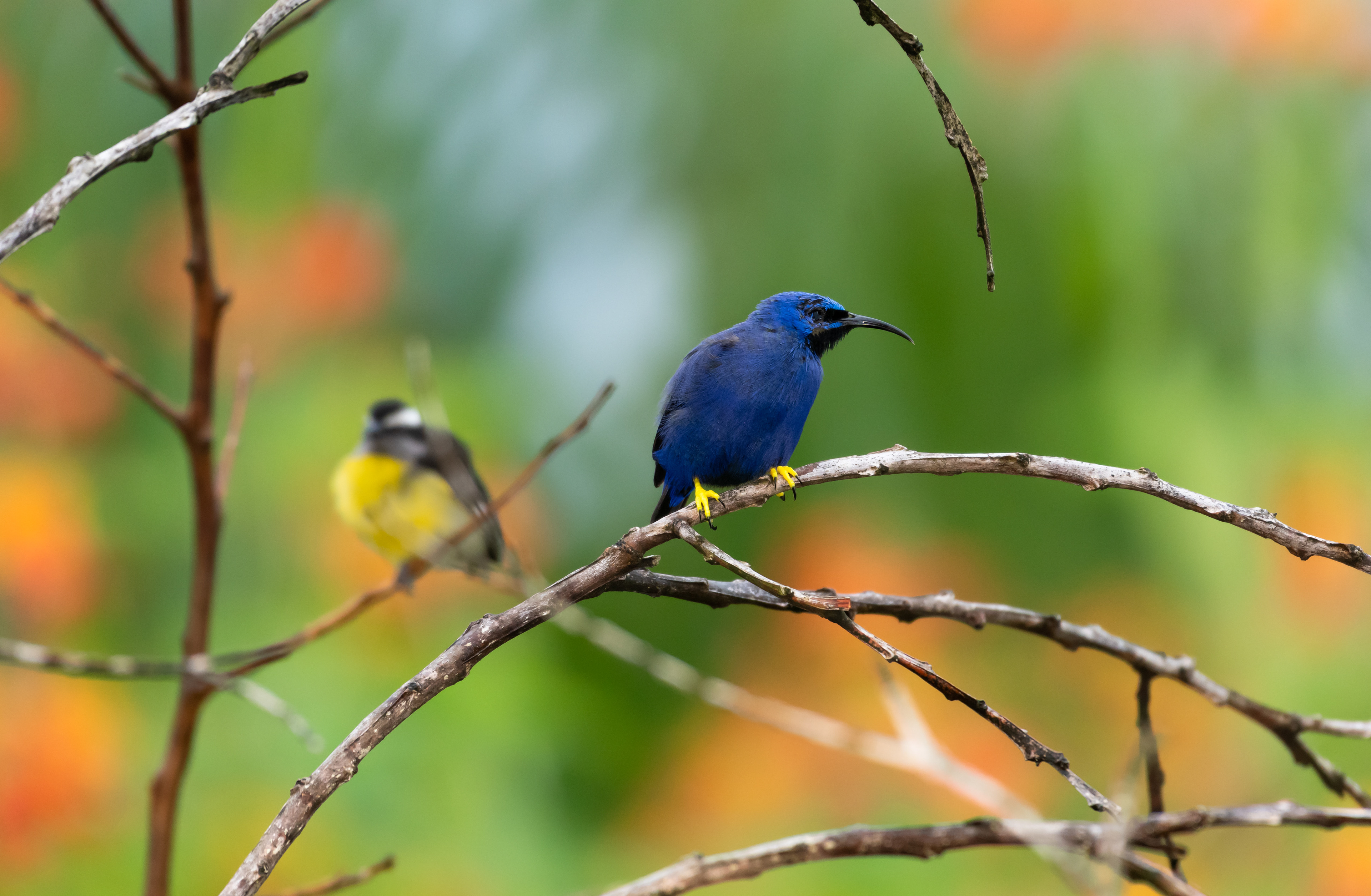 Purple Honeycreeper