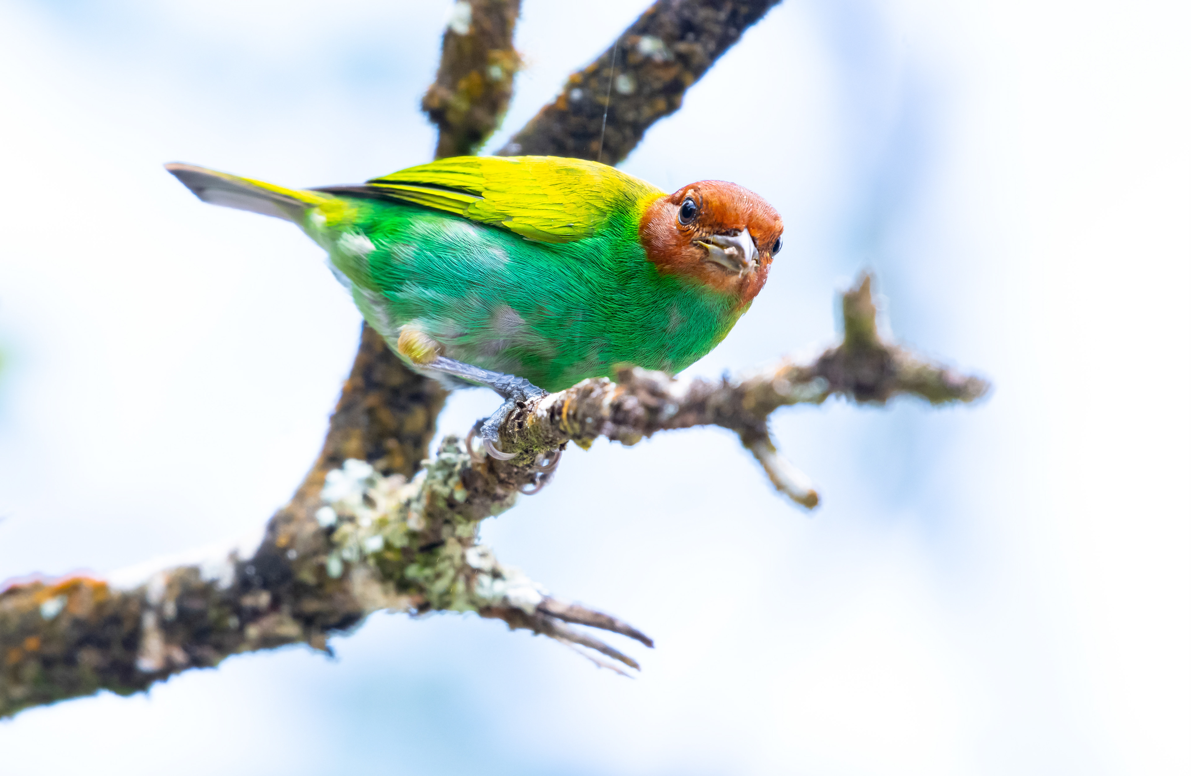 Bay-headed Tanager