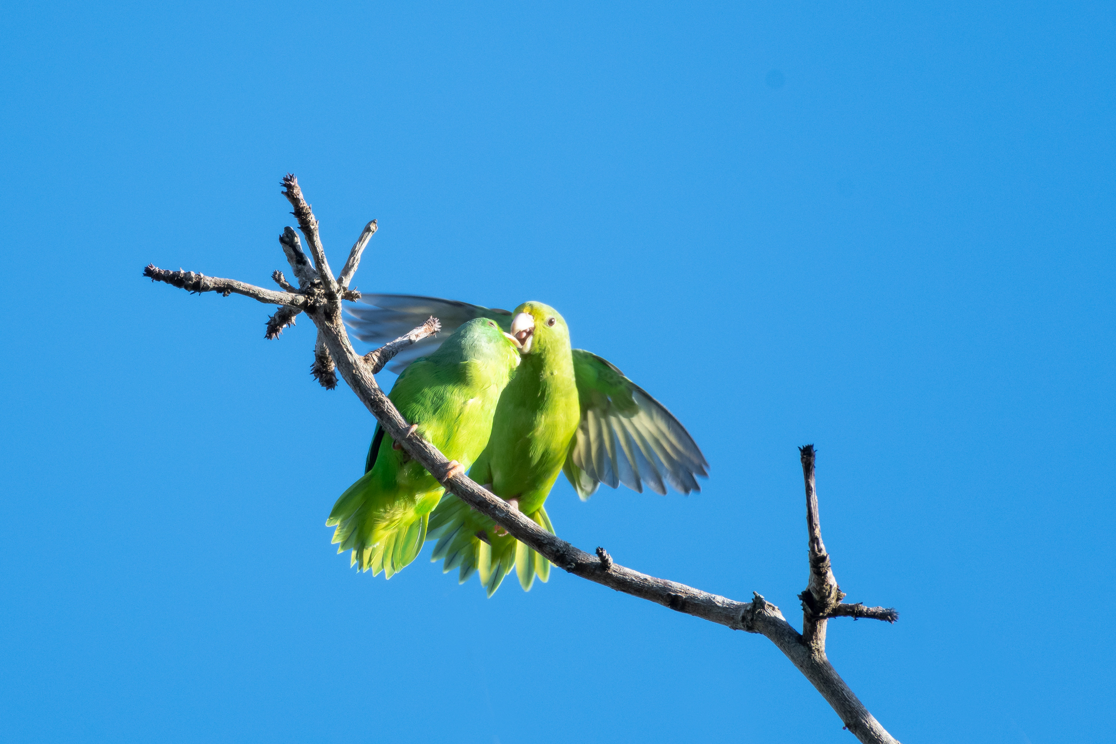 Green-rumped Parrotlets