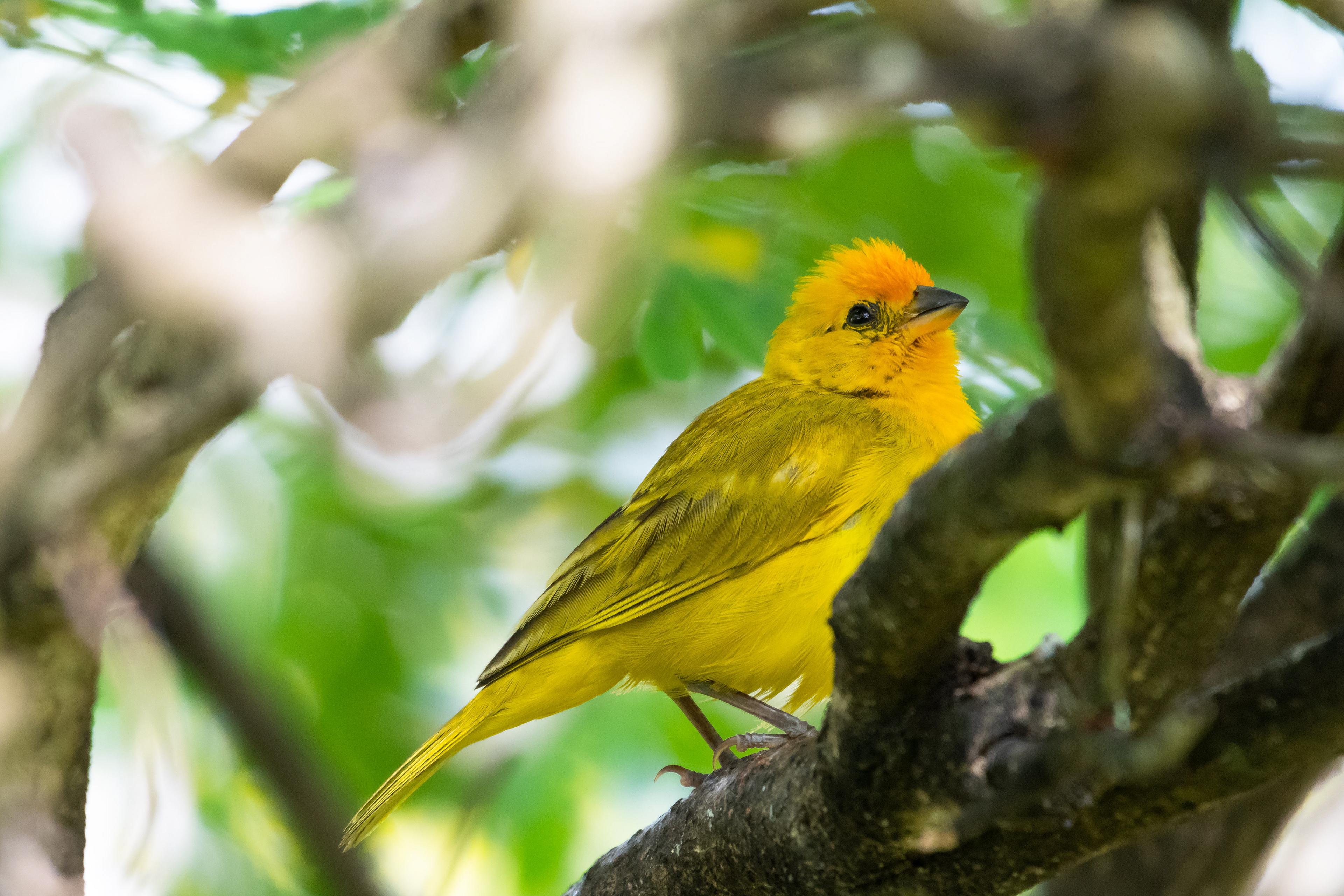 Saffron Finch