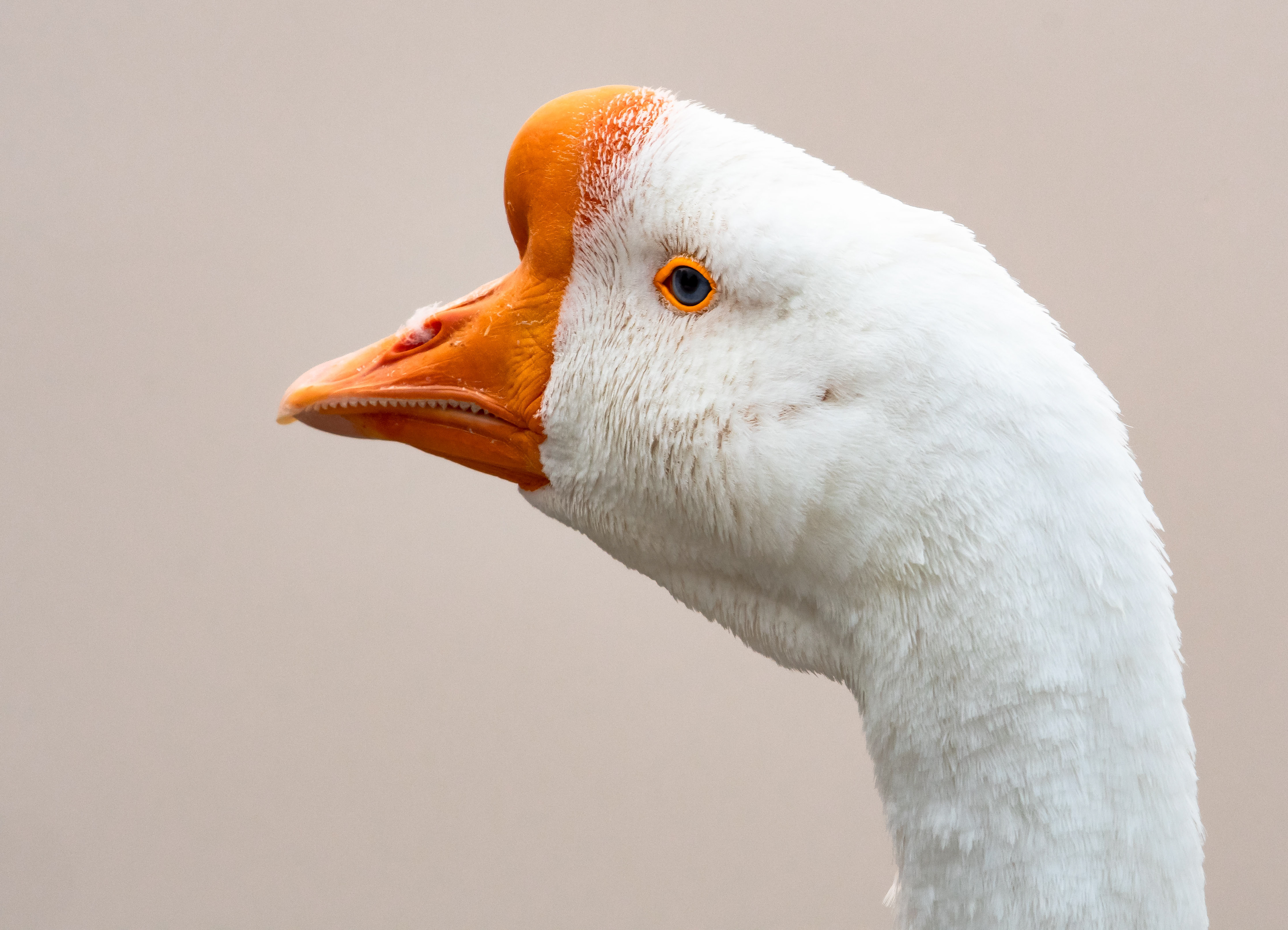 Chinese Goose