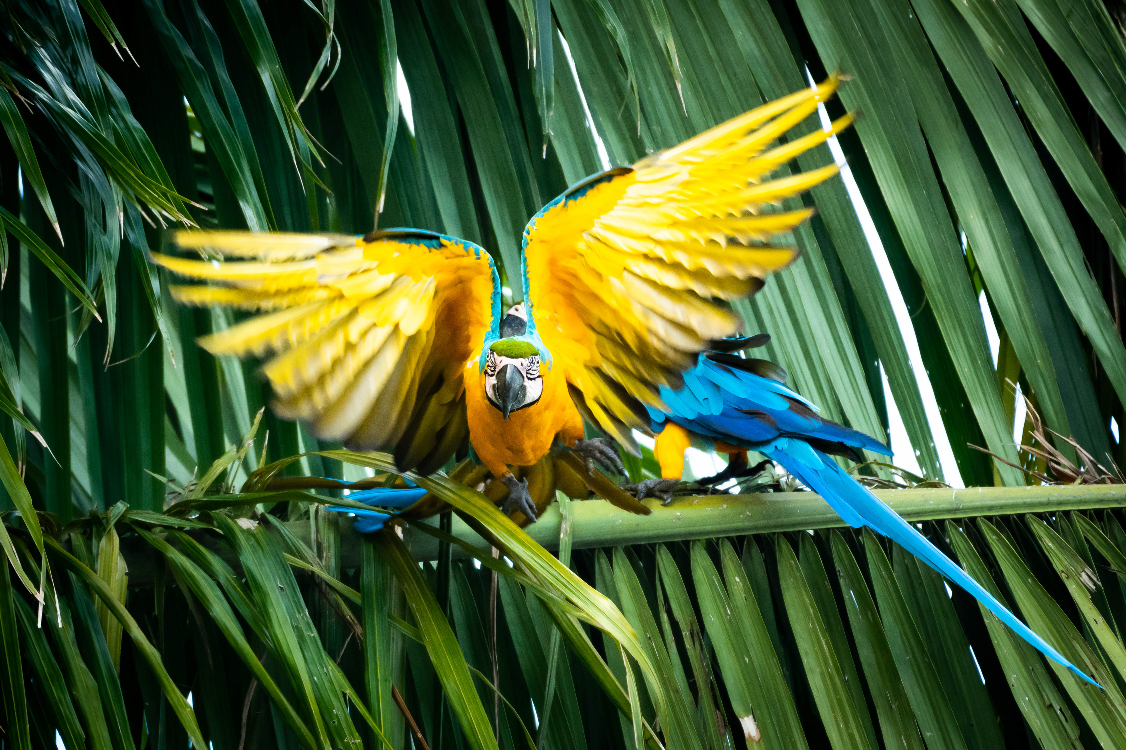 Blue and Yellow Macaws