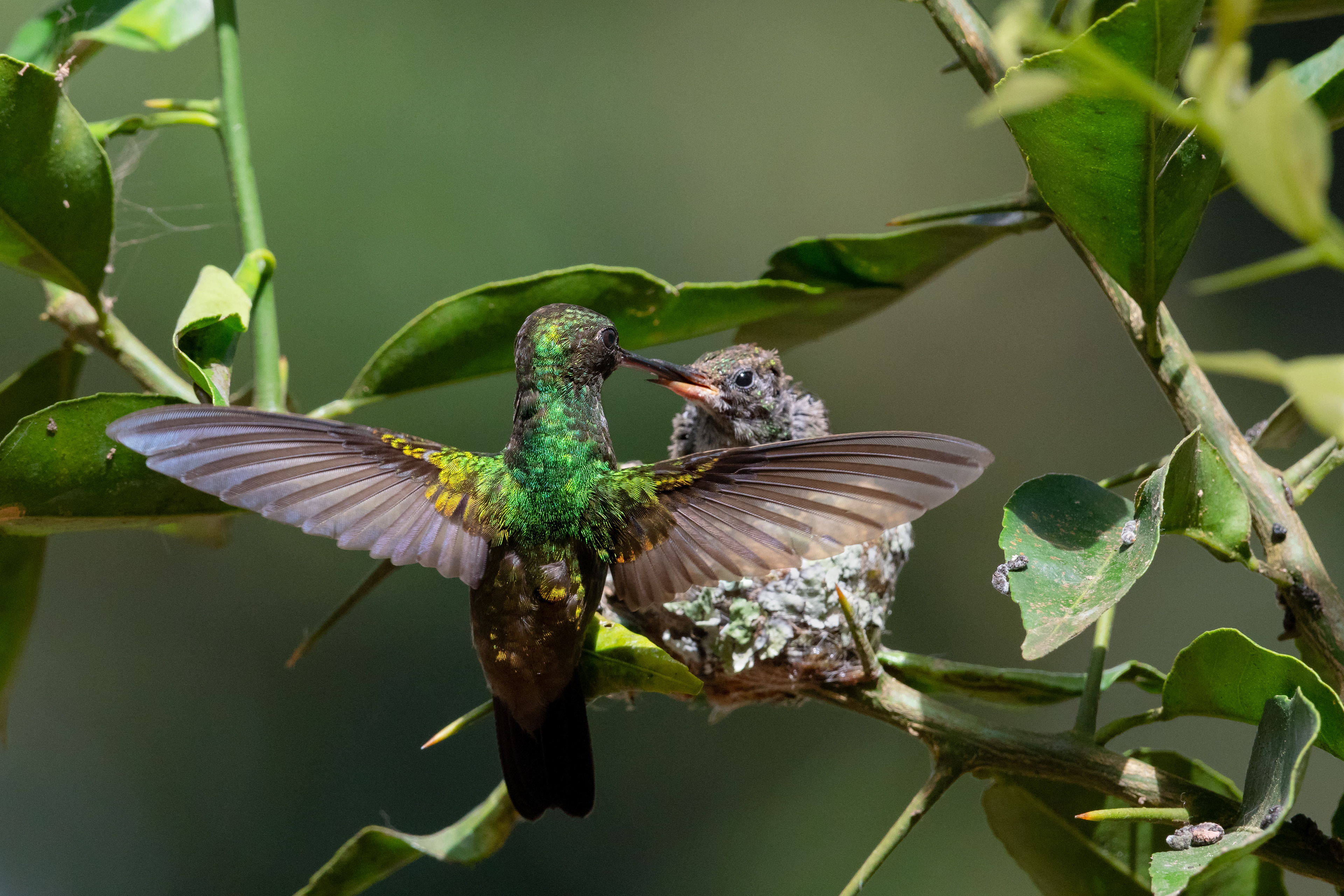 Copper-rumped feeding her baby