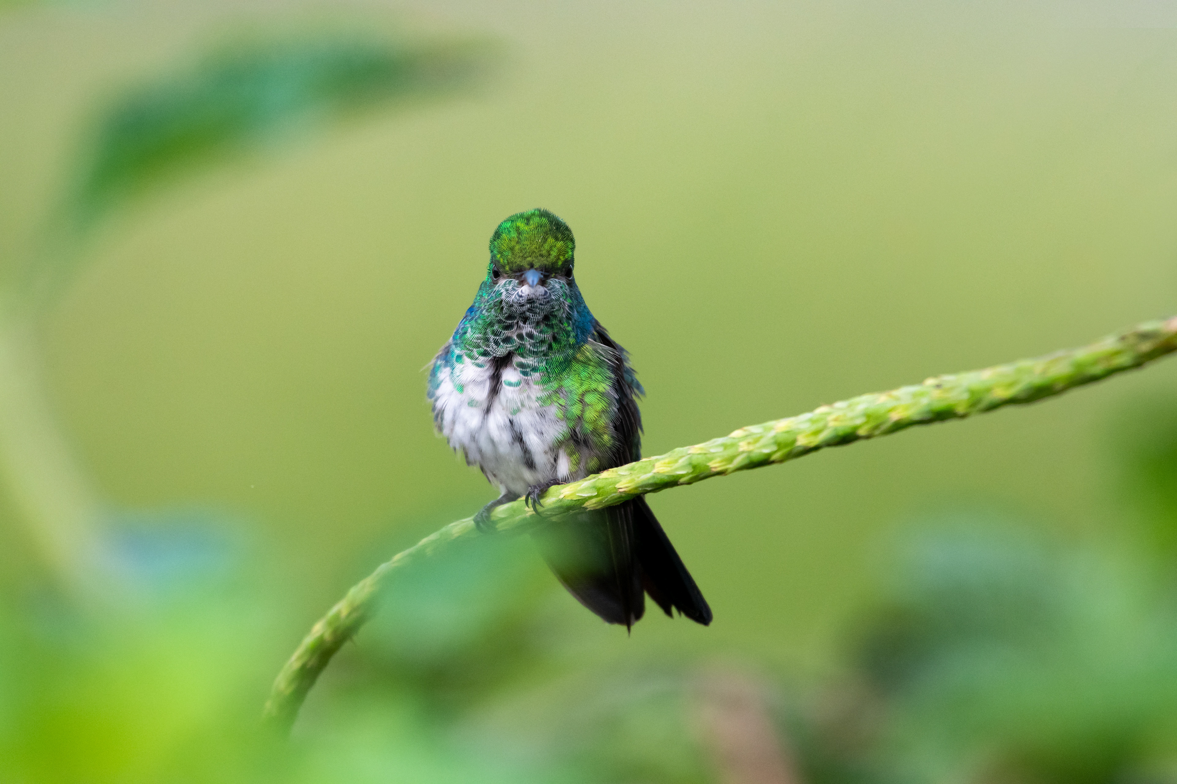 Blue-chinned Sapphire