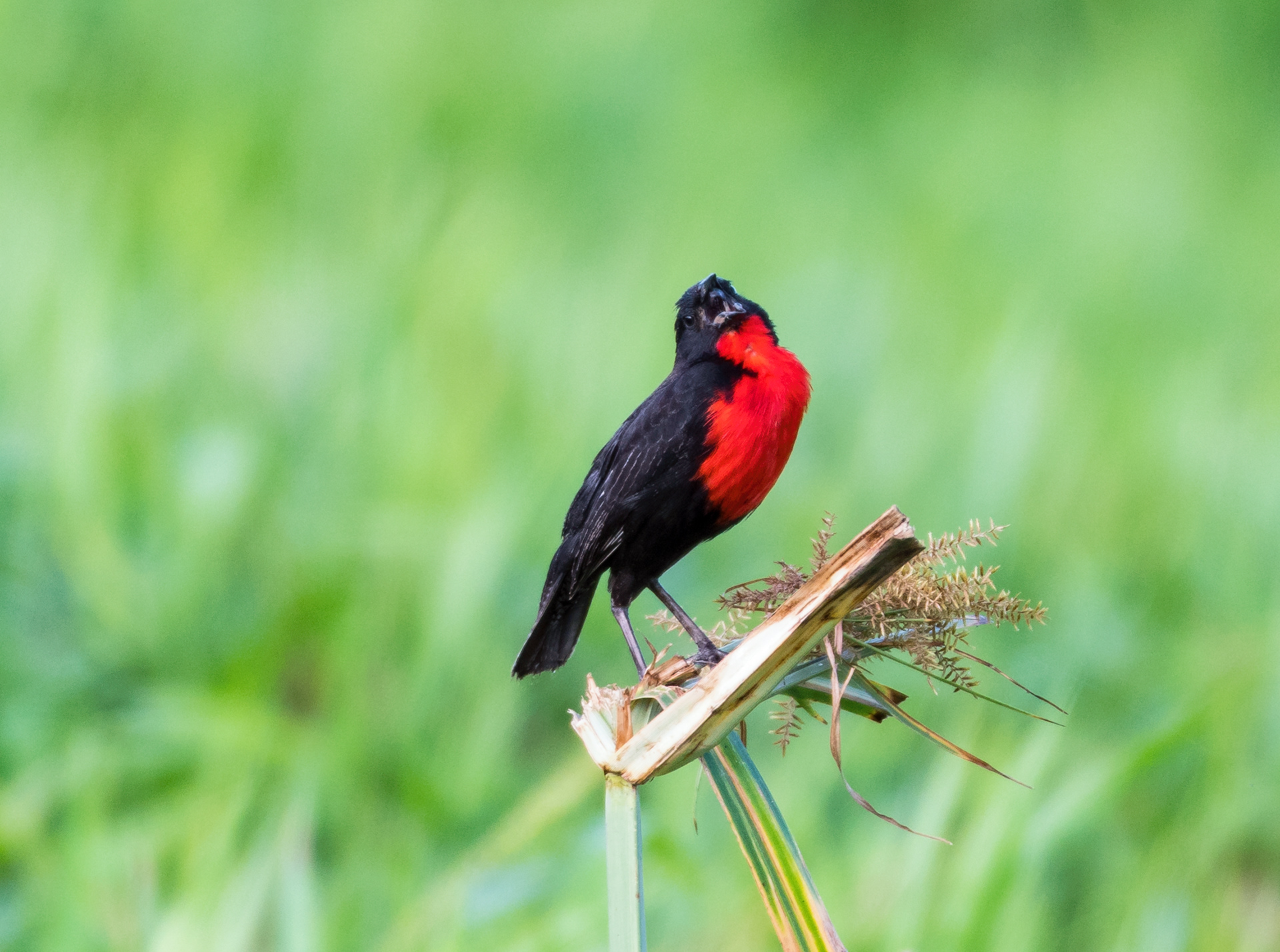 Red-breasted Blackbird