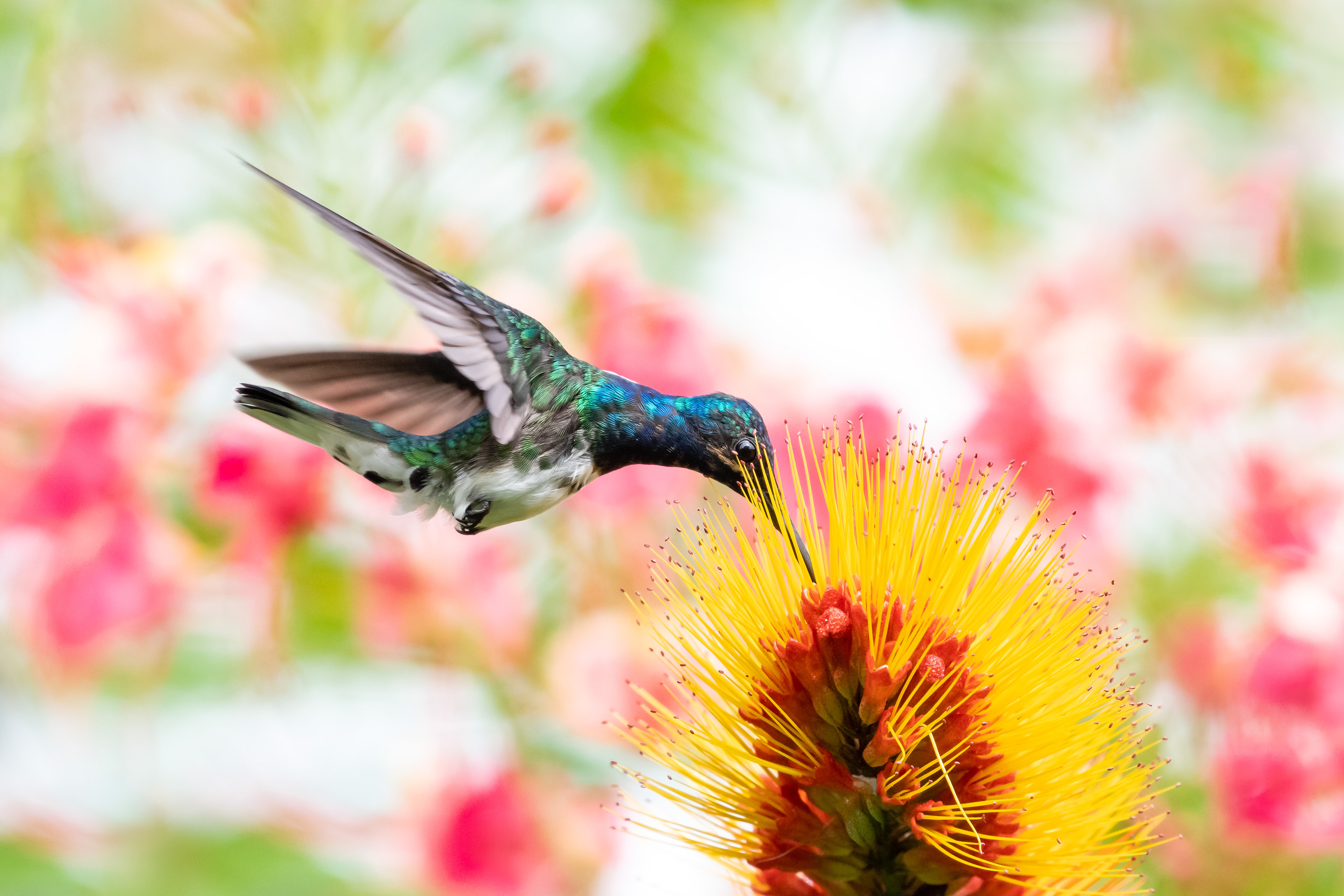 White-necked Jacobin
