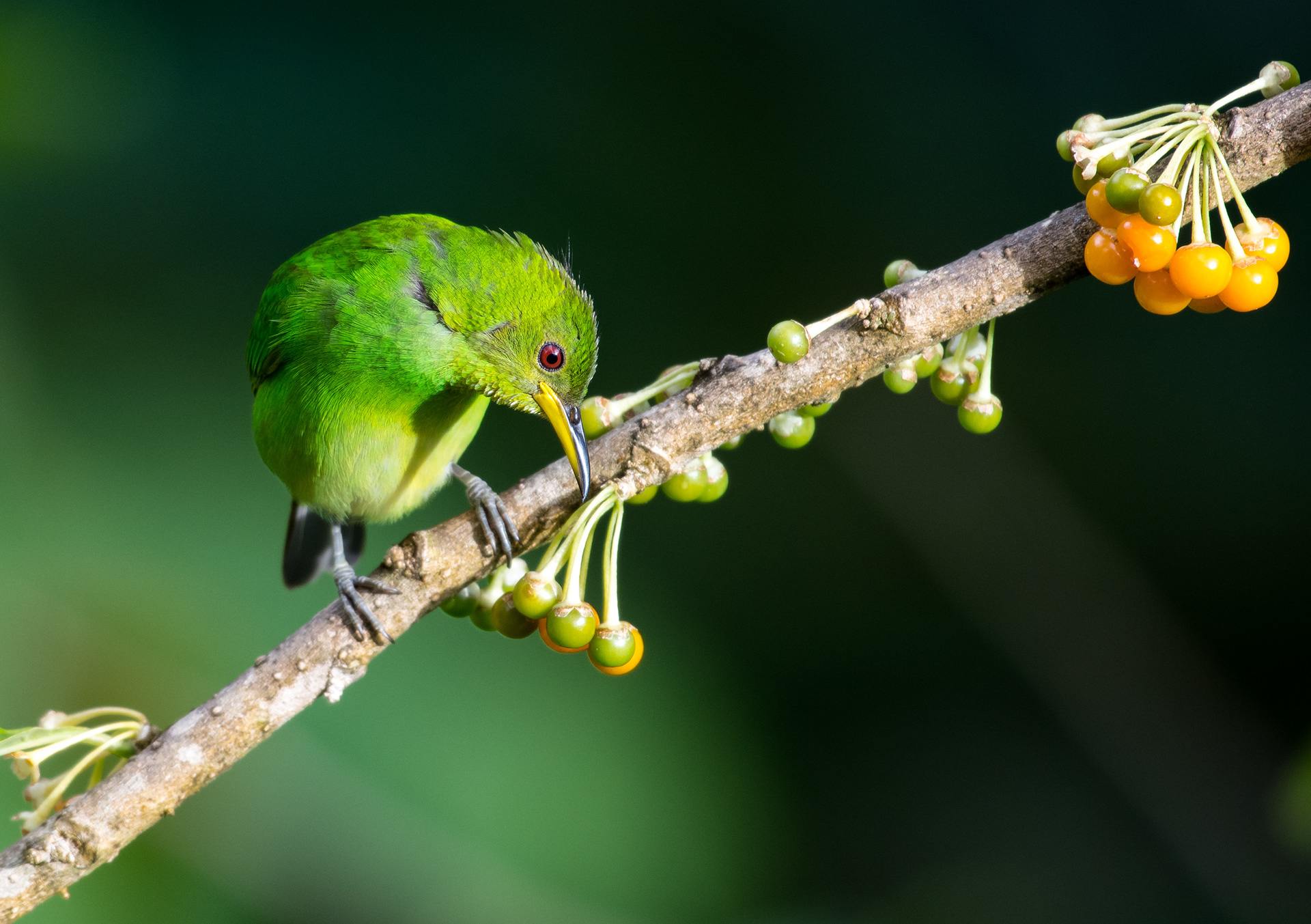 Female Green Honeycreeper