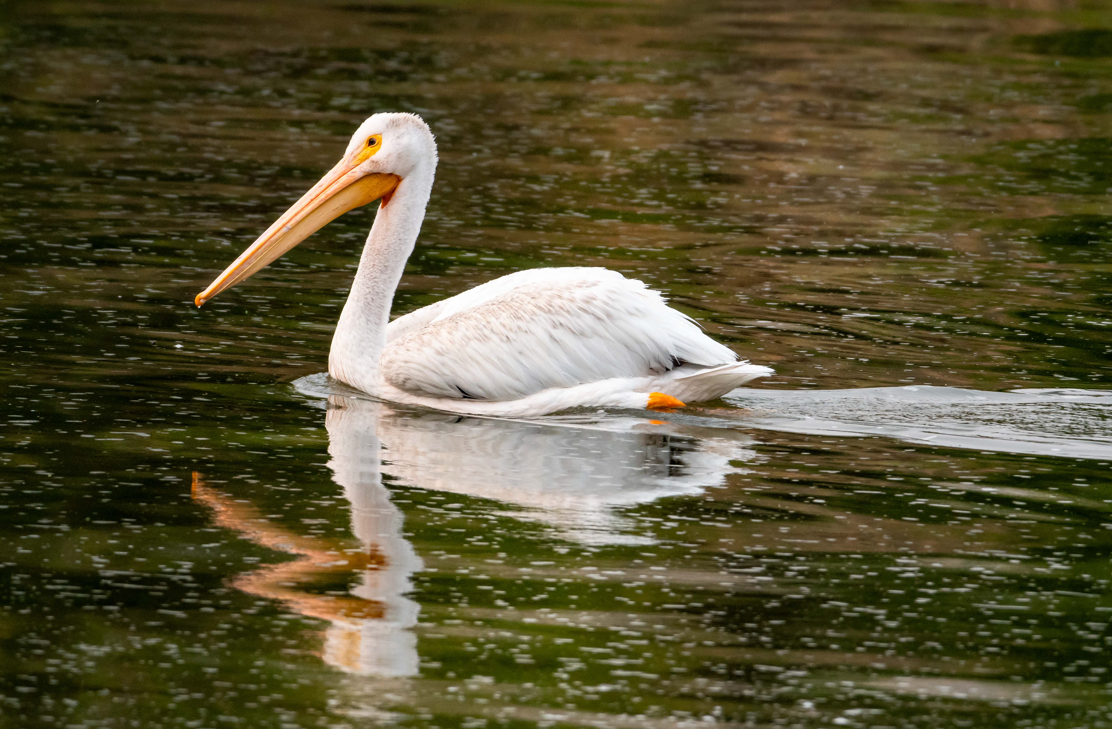 White Pelican