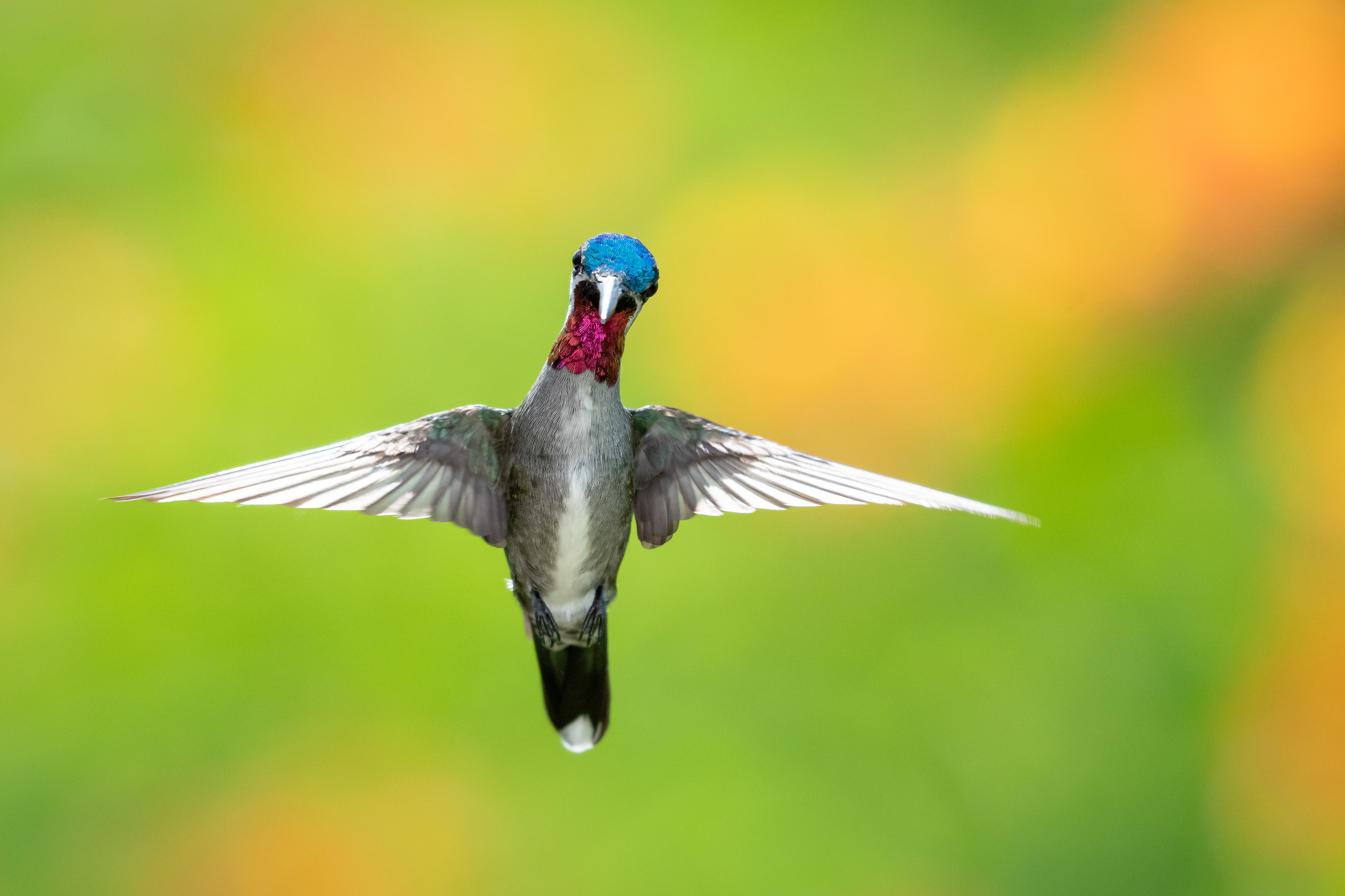 Long-billed Starthroat