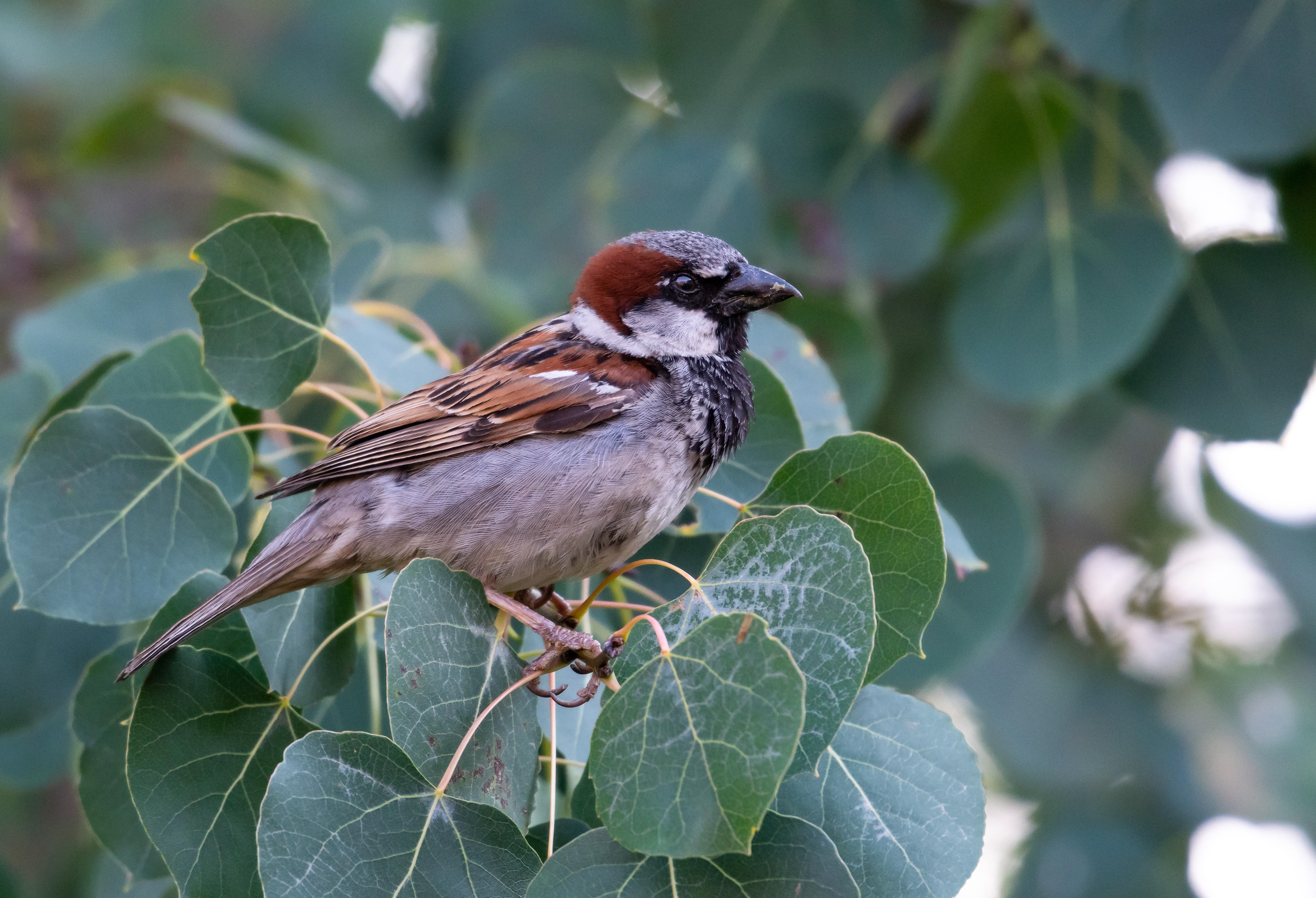 House Sparrow